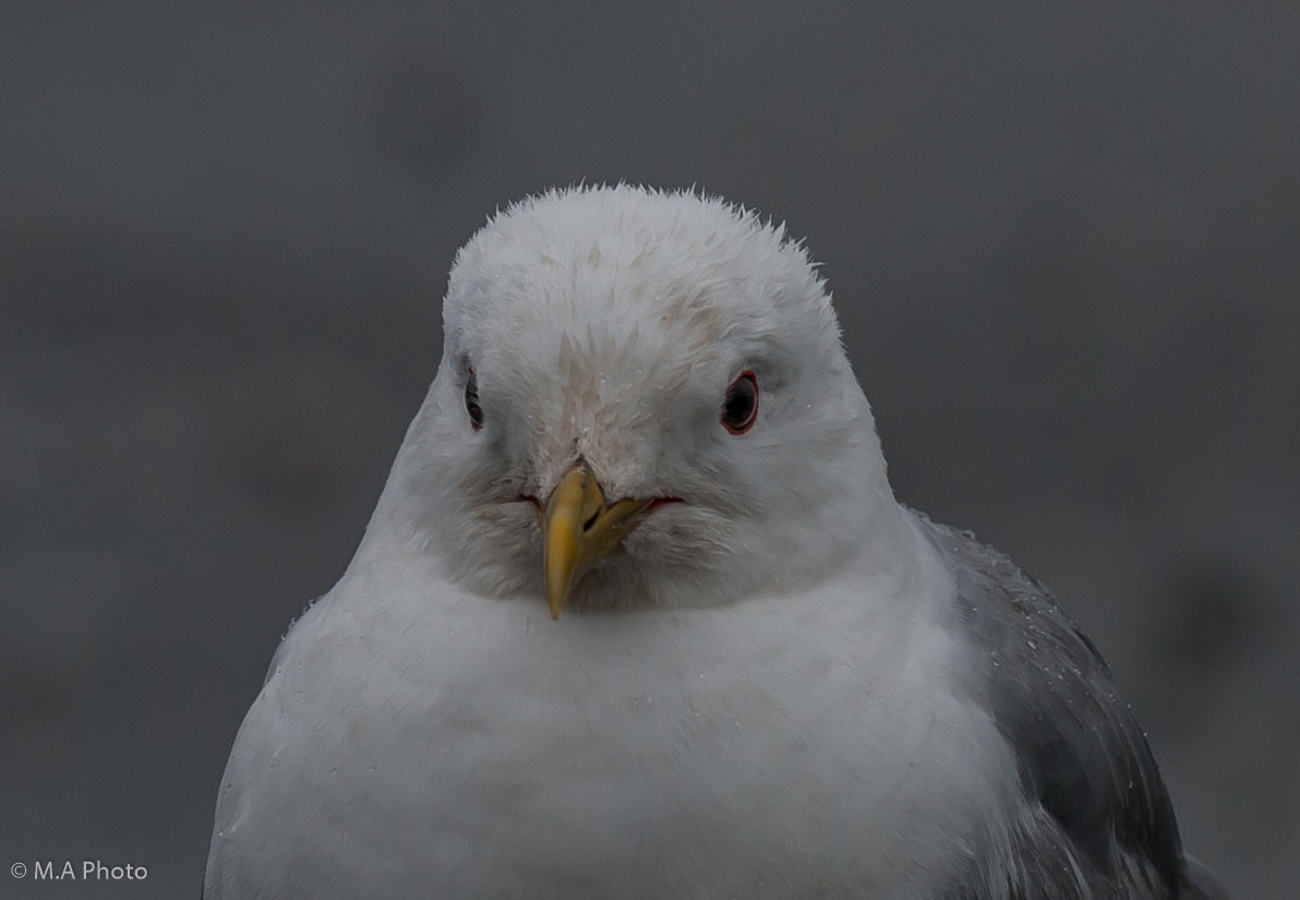 Sigma 150-600mm F5-6.3 DG OS HSM | C sample photo. Seagull on a rainy day photography