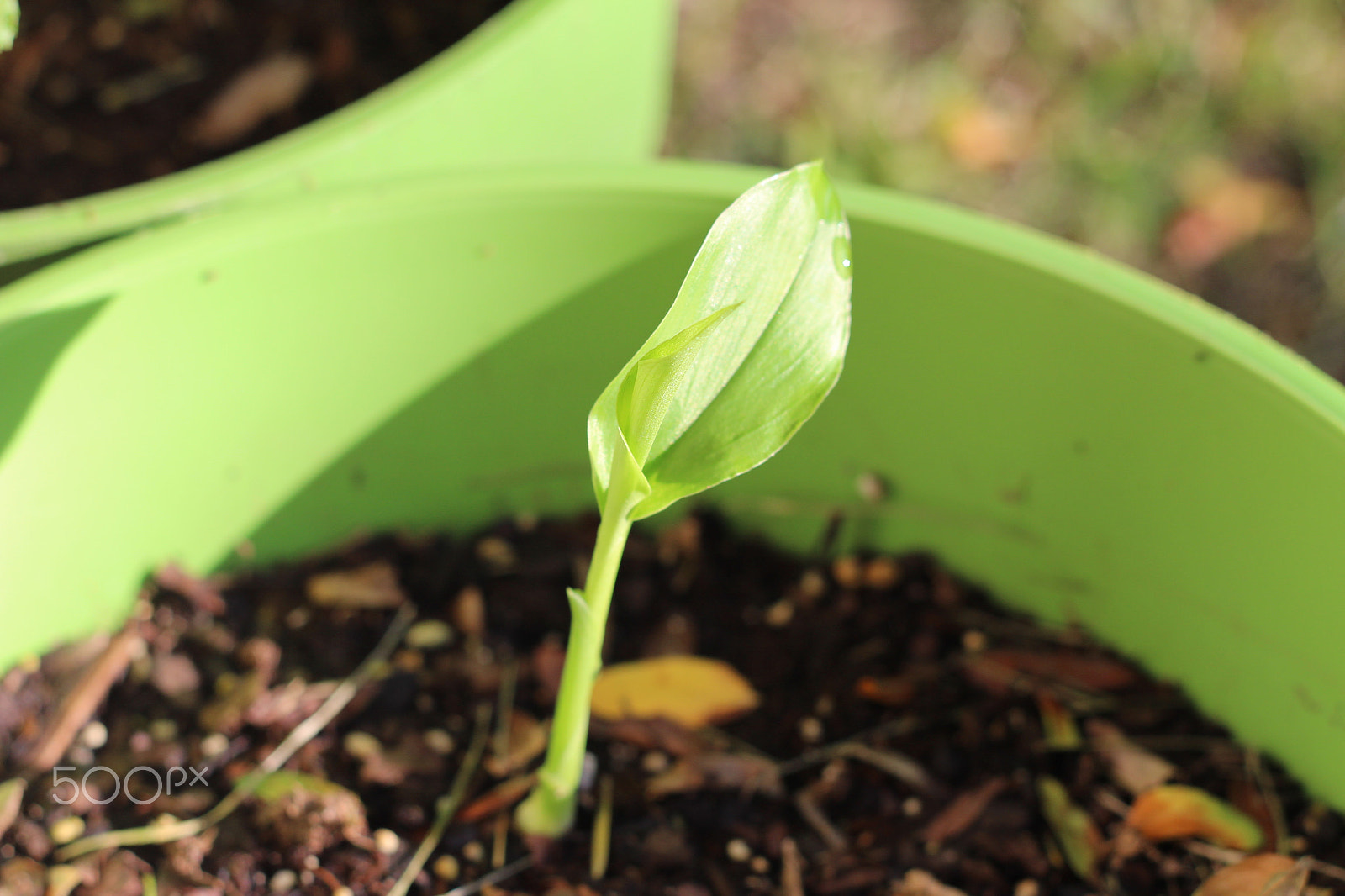 Canon EOS 700D (EOS Rebel T5i / EOS Kiss X7i) + Canon EF 50mm F1.8 II sample photo. Turmeric plant photography