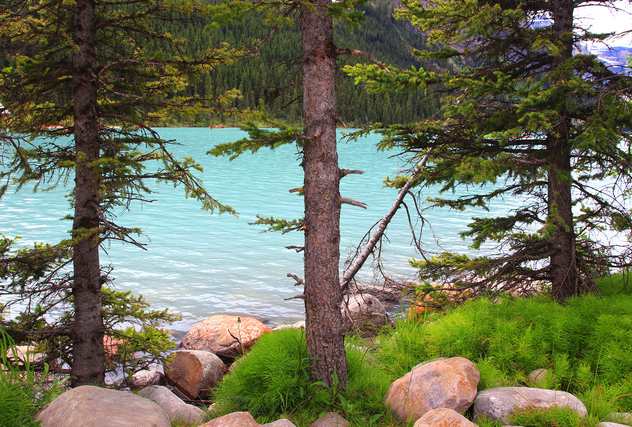 Canon EOS 700D (EOS Rebel T5i / EOS Kiss X7i) + Canon EF 17-40mm F4L USM sample photo. Through the trees -lake louise -banff, alberta photography