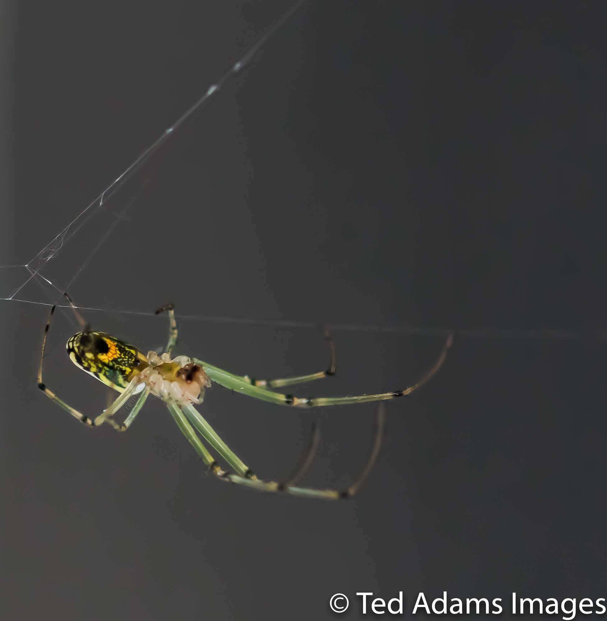 Canon EF 100mm F2.8L Macro IS USM sample photo. Spider photography