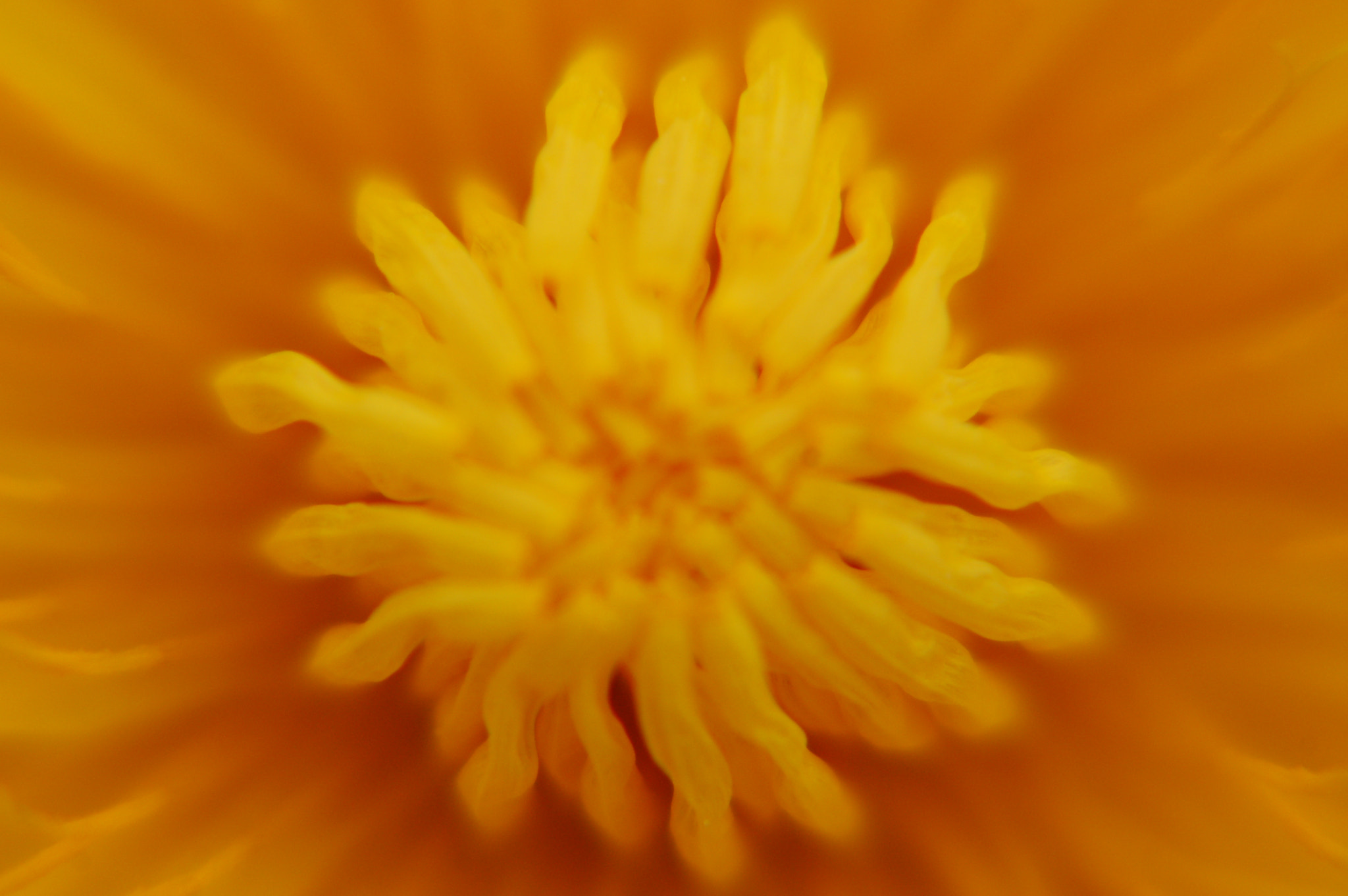 Sigma 70-300mm F4-5.6 APO Macro Super II sample photo. Young sun photography