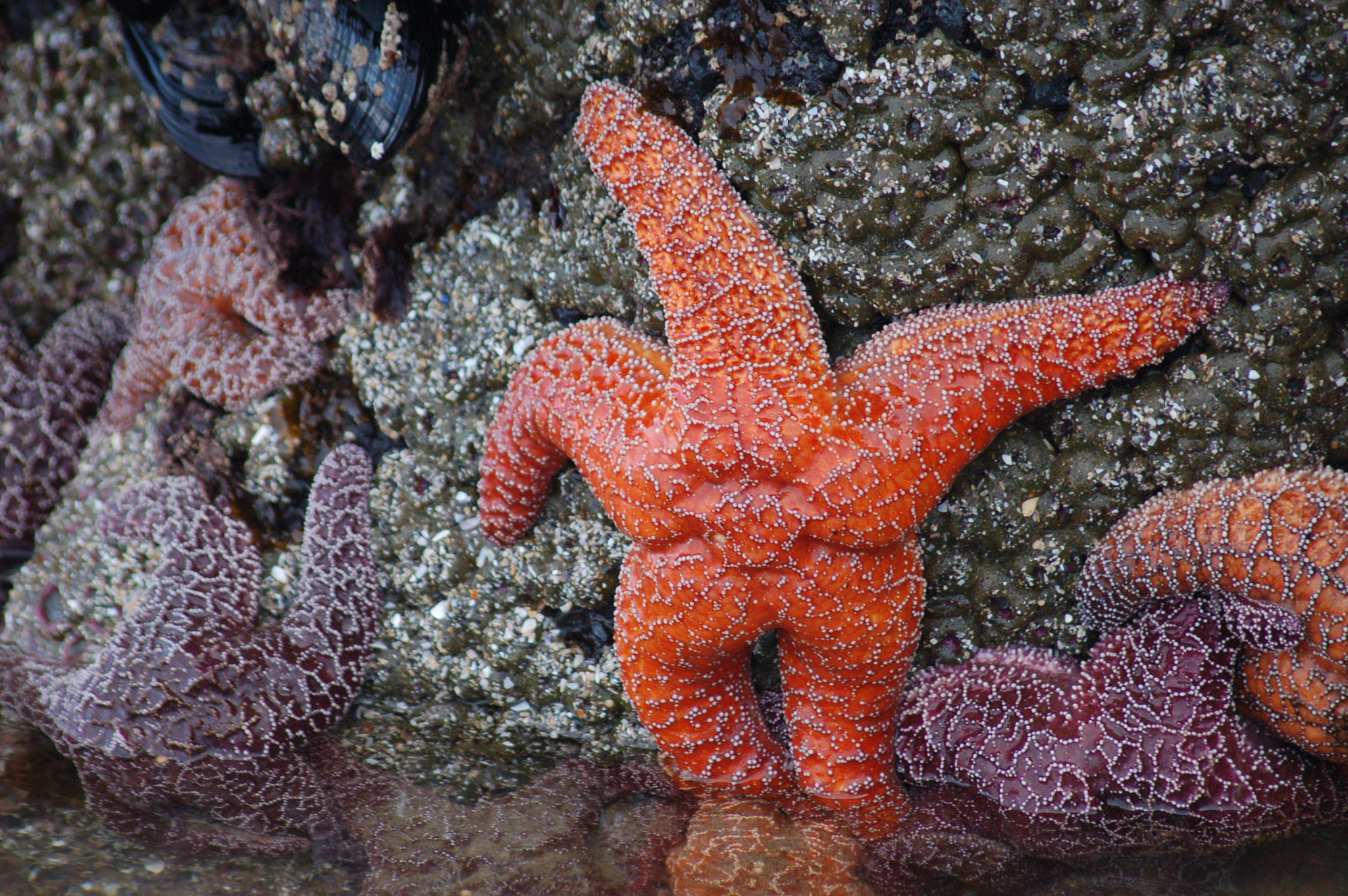 Sigma 70-300mm F4-5.6 APO Macro Super II sample photo. Orange star photography
