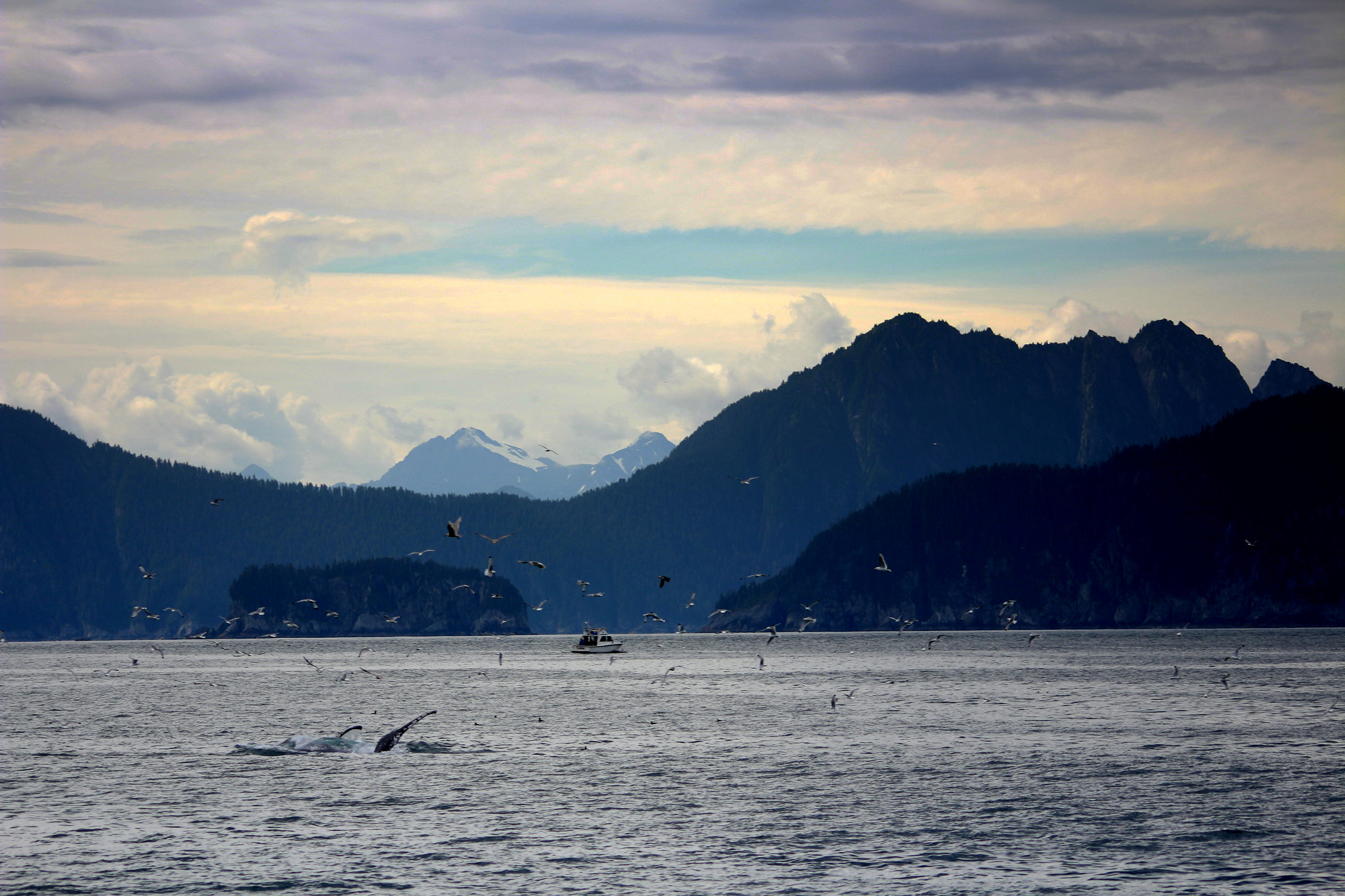 Sigma 70-300mm F4-5.6 APO DG Macro sample photo. Humpback goodbye! photography
