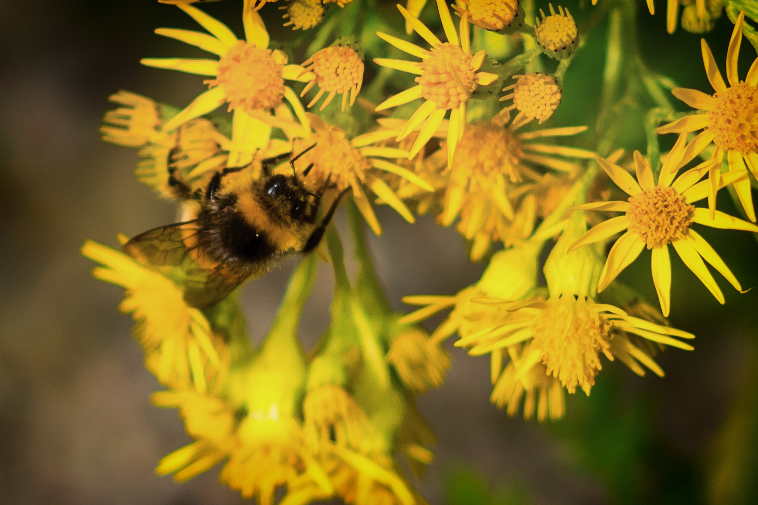 NX 30mm F2 sample photo. Beeeeeeeeee (bee)  photography