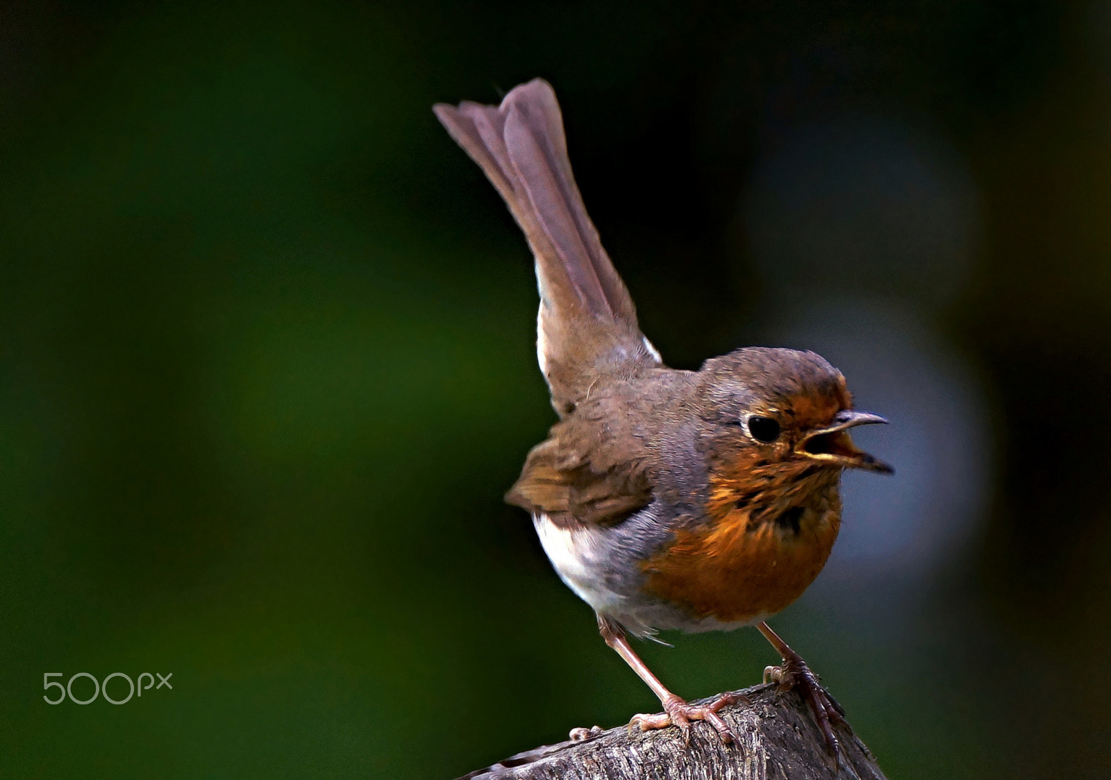 Sony SLT-A77 + Tamron SP 150-600mm F5-6.3 Di VC USD sample photo. Cervenka obecna photography