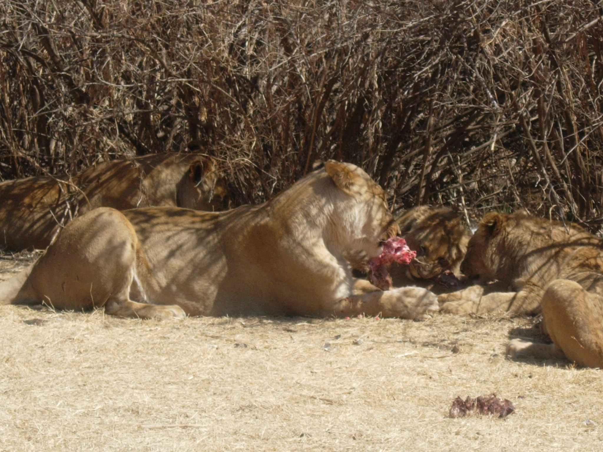 Nikon E5200 sample photo. Lions eating photography