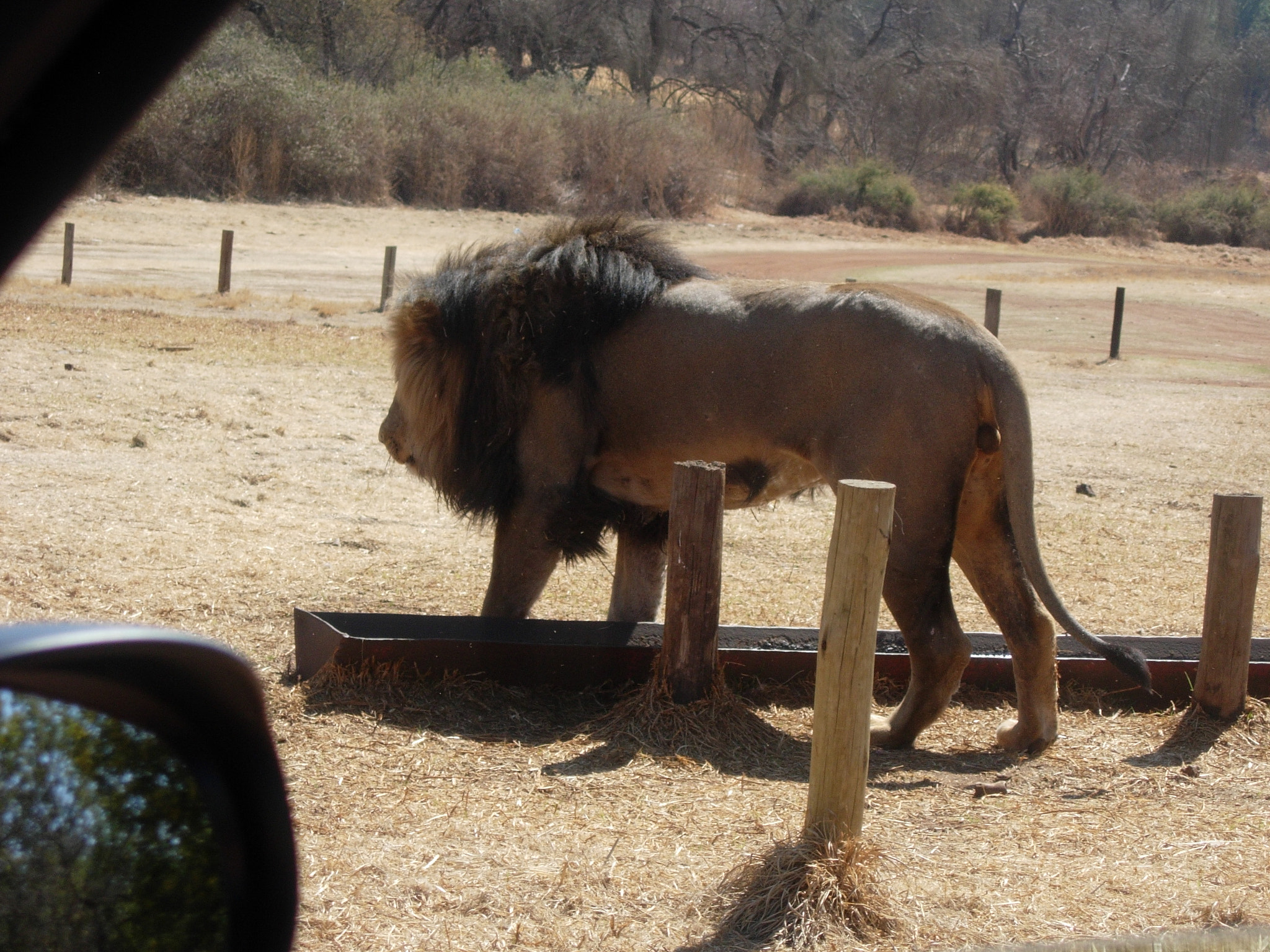 Nikon E5200 sample photo. Lion photography