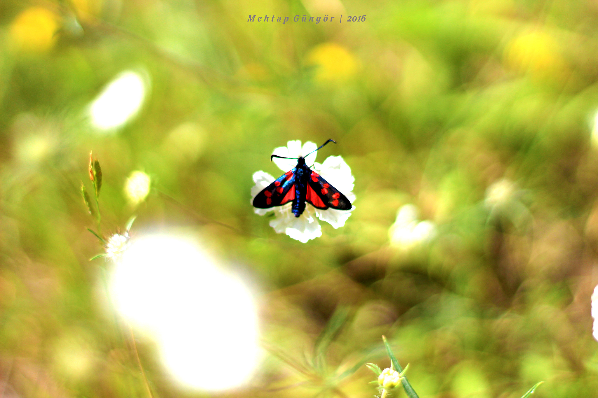 Canon EOS 1200D (EOS Rebel T5 / EOS Kiss X70 / EOS Hi) + Canon EF 50mm F1.8 II sample photo. Butterfly photography