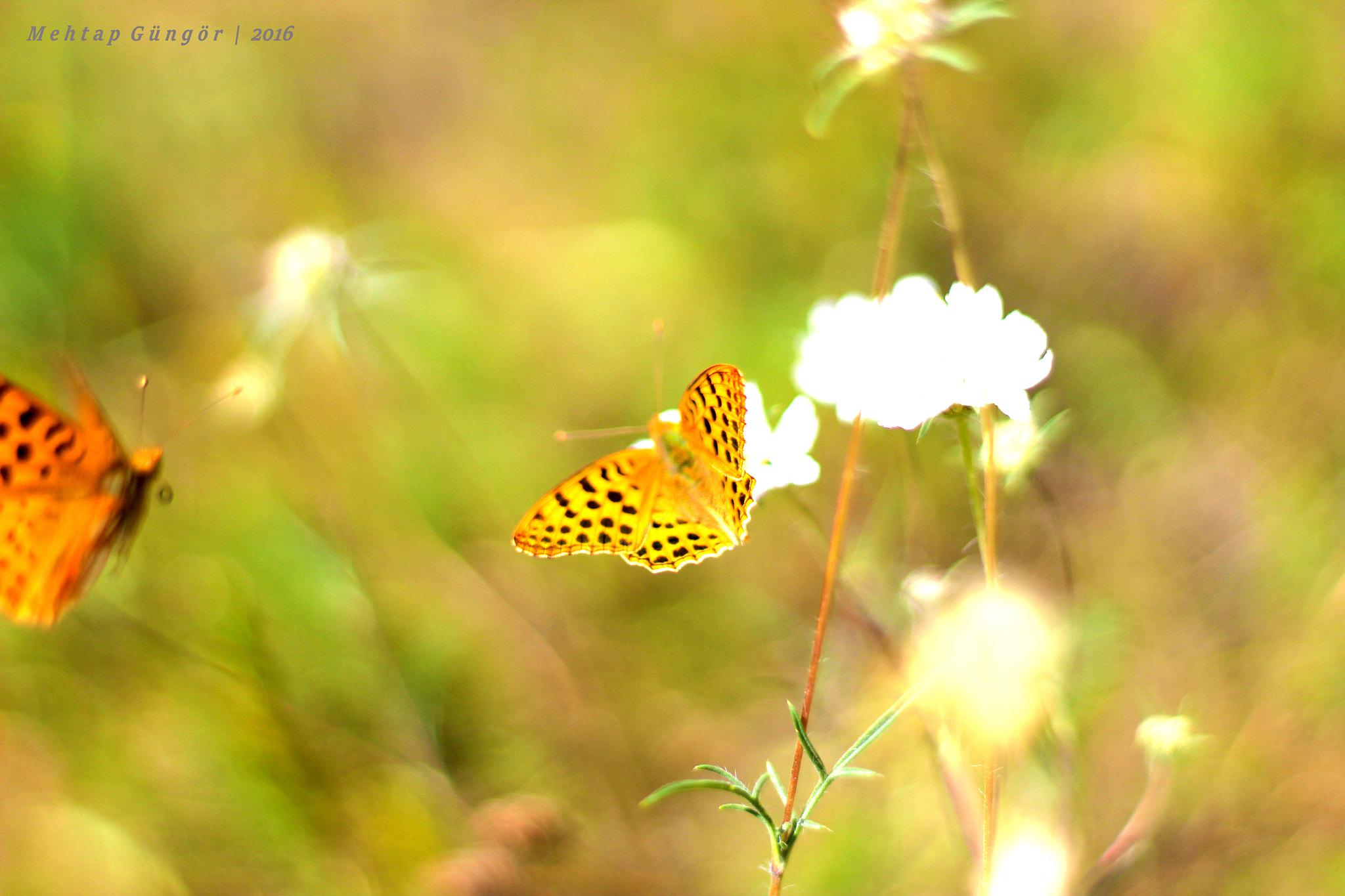 Canon EOS 1200D (EOS Rebel T5 / EOS Kiss X70 / EOS Hi) + Canon EF 50mm F1.8 II sample photo. Butterfly photography