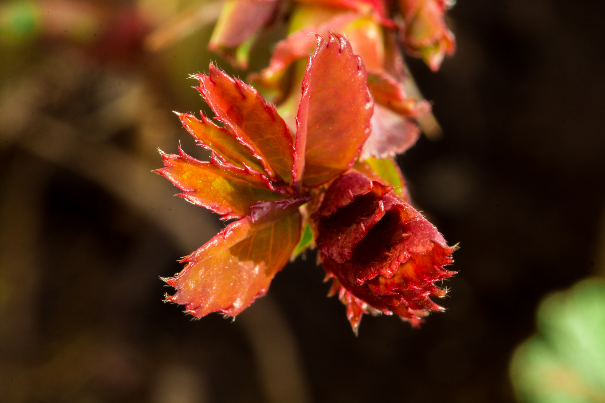 Canon EF 100mm F2.8L Macro IS USM sample photo. New rose bud photography