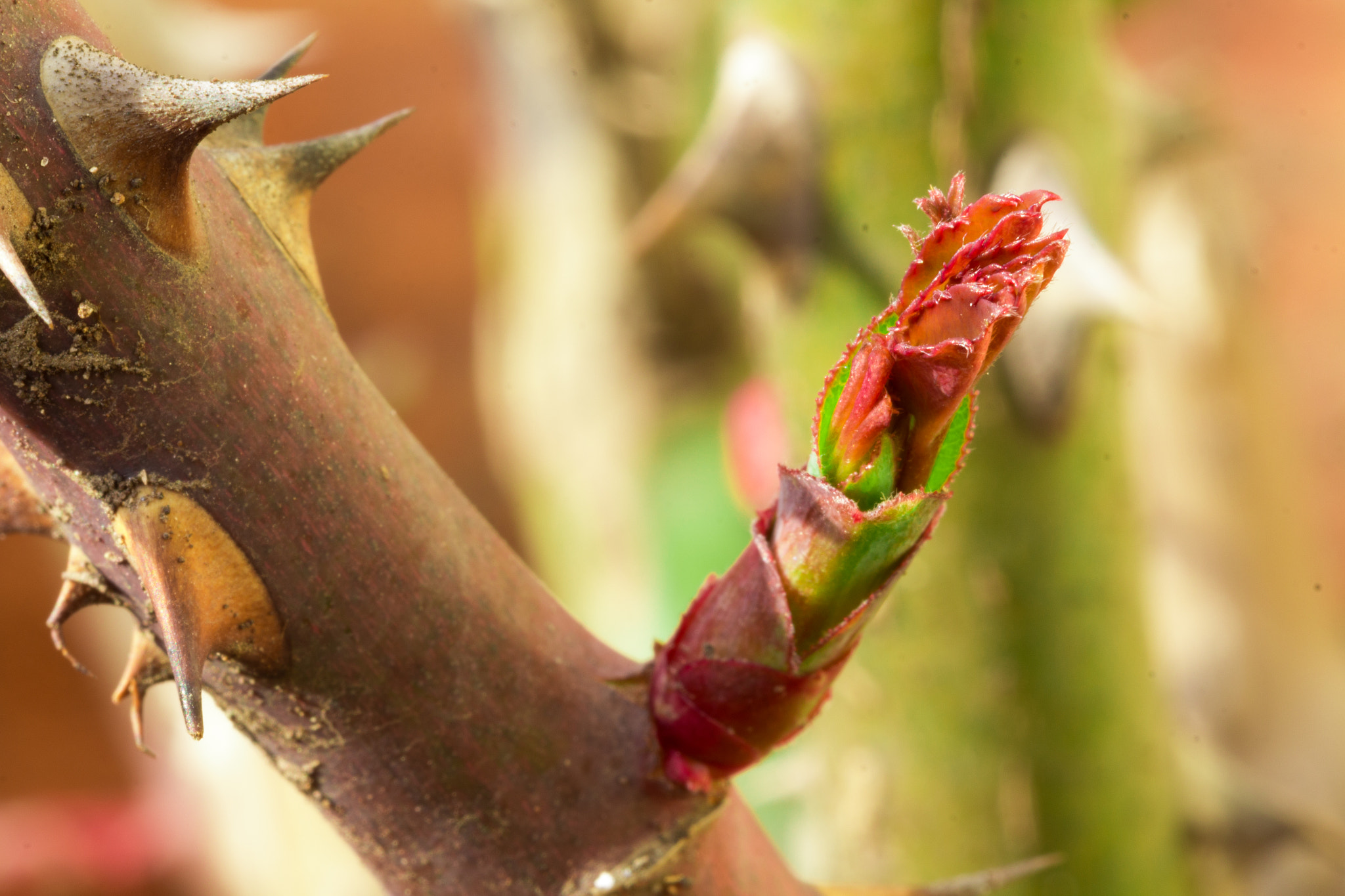 Canon EF 100mm F2.8L Macro IS USM sample photo. New rose bud photography