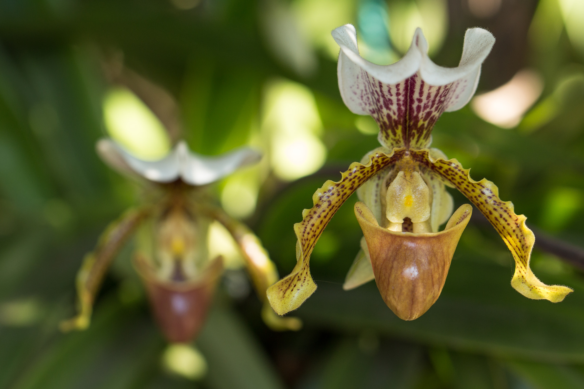 Canon EF 100mm F2.8L Macro IS USM sample photo. Orchidea, paphiopedilum photography