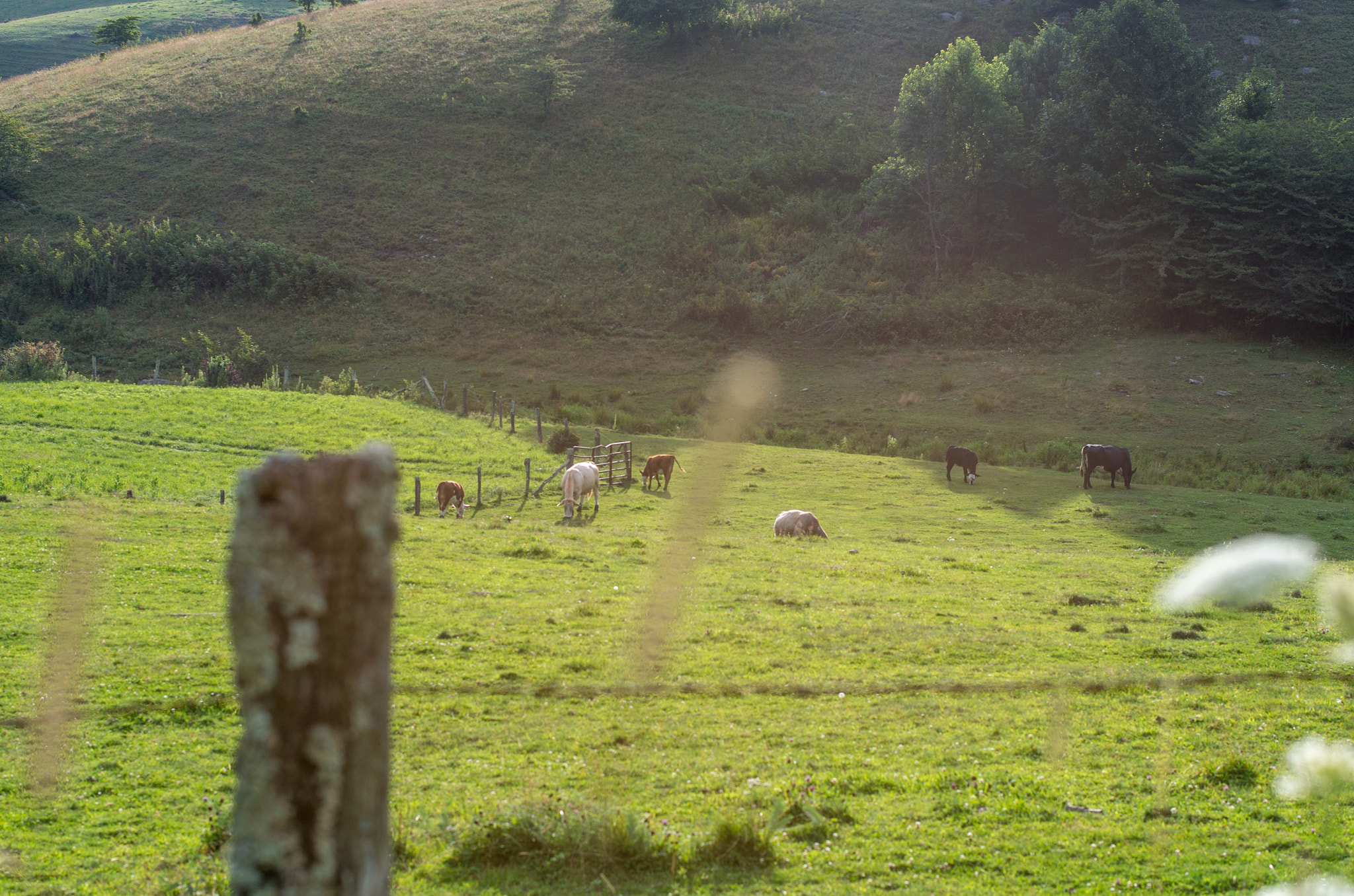 Pentax K-50 + Pentax smc DA* 55mm F1.4 SDM sample photo. Cows grazing photography