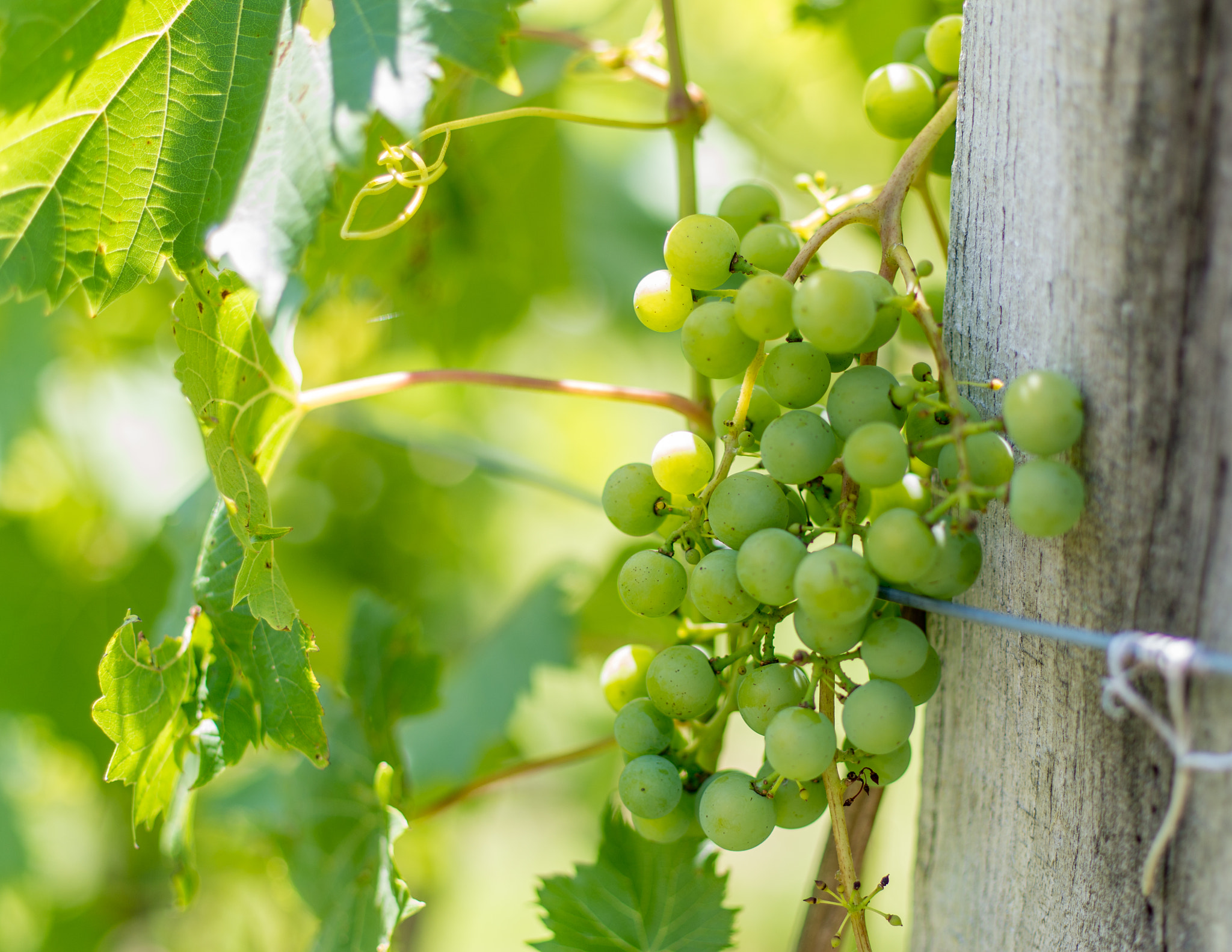 Pentax K-50 + Pentax smc DA* 55mm F1.4 SDM sample photo. Grapes on a vine photography