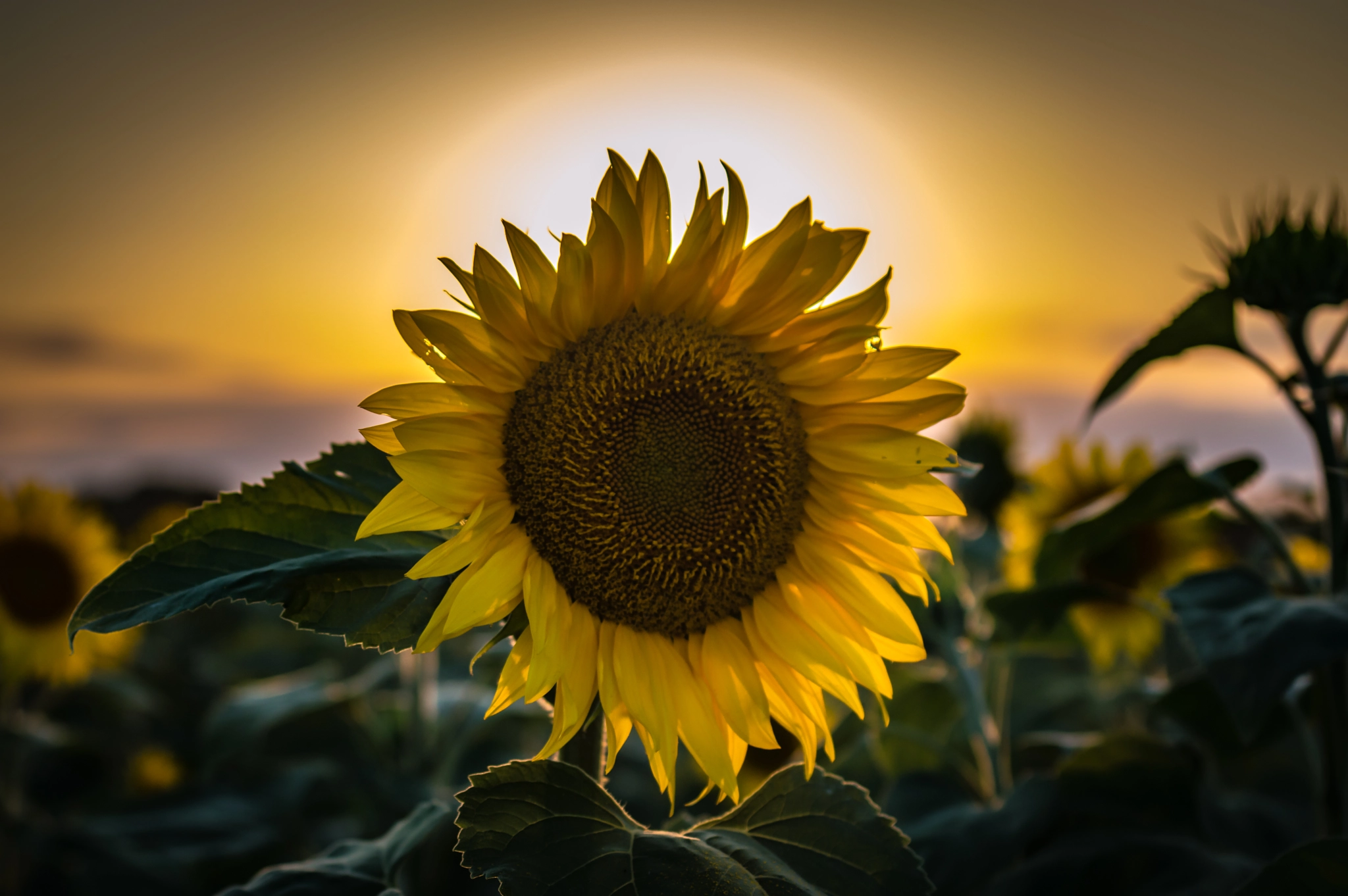 Nikon D3200 + Sigma 50mm F2.8 EX DG Macro sample photo. Tournesol solaire photography