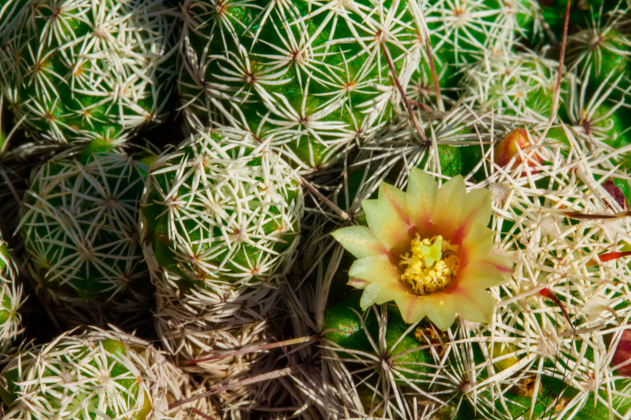 Canon EF 100mm F2.8L Macro IS USM sample photo. Cactus flower photography