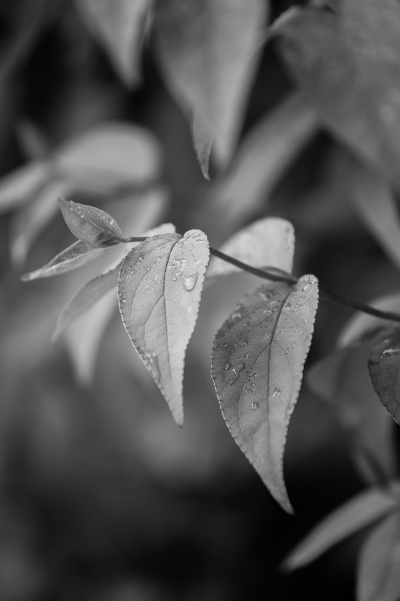 Tamron 18-270mm F3.5-6.3 Di II PZD sample photo. Beauty in nature photography