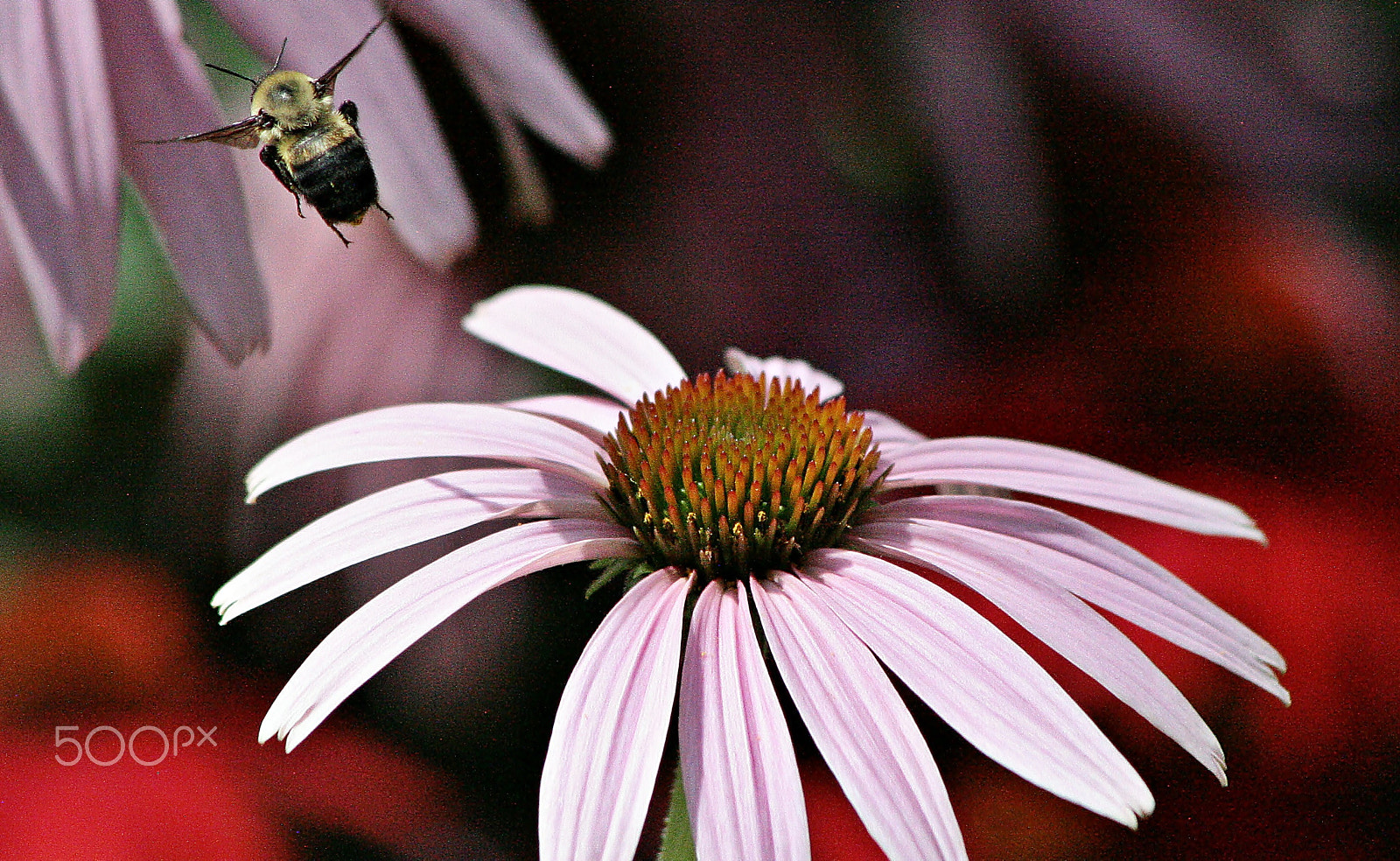 Canon EF75-300mm f/4-5.6 USM sample photo. Bourdon photography