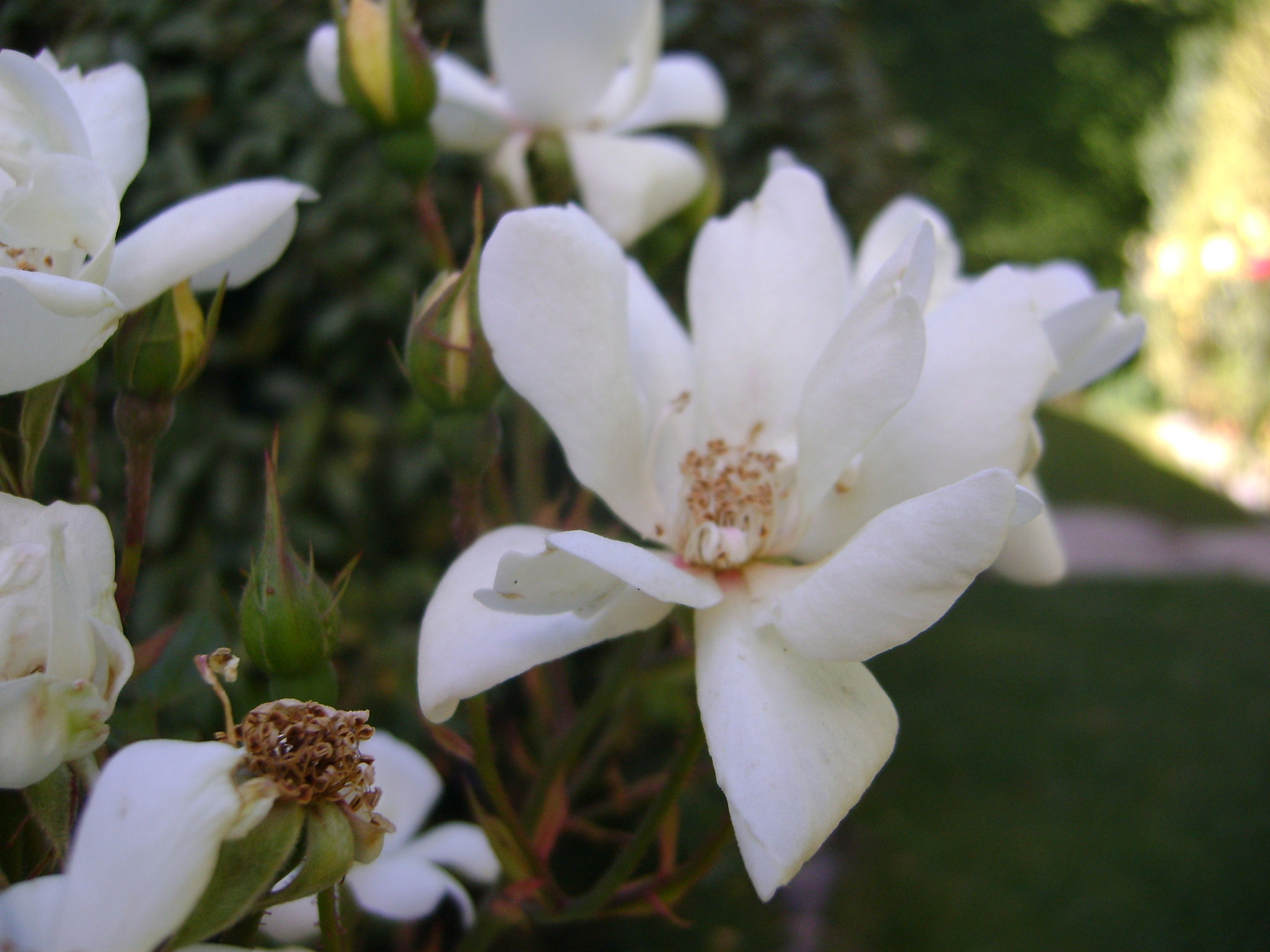 Sony DSC-S730 sample photo. Flower  photography