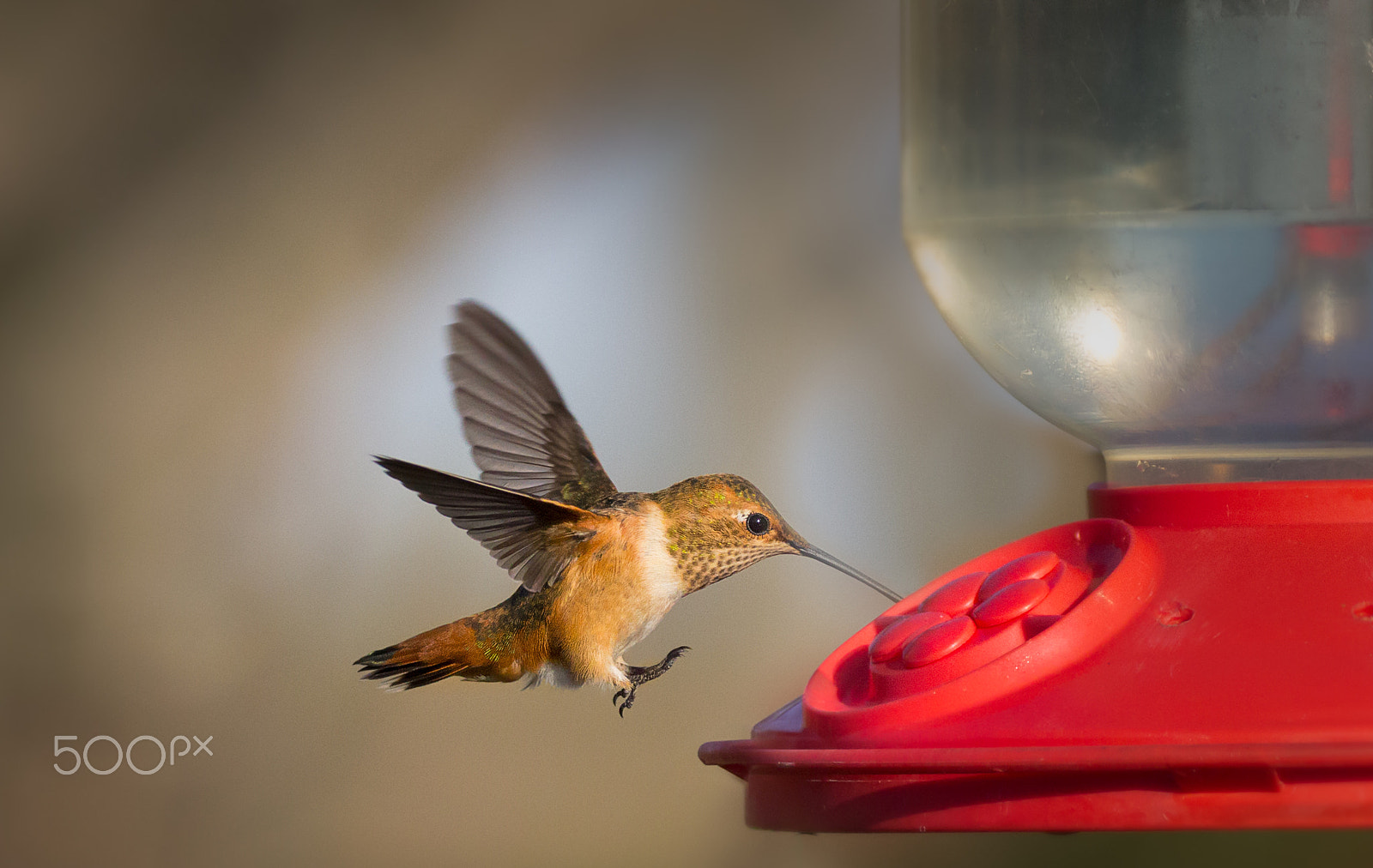 150-600mm F5-6.3 DG OS HSM | Contemporary 015 sample photo. Hummingbird photography