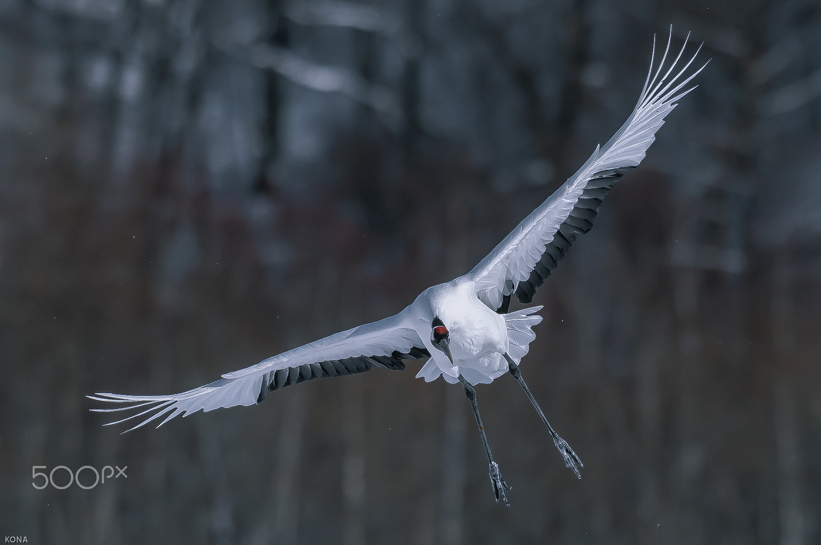 Nikon AF-S Nikkor 400mm F2.8G ED VR II sample photo. 28553751742.jpg　tantyou photography