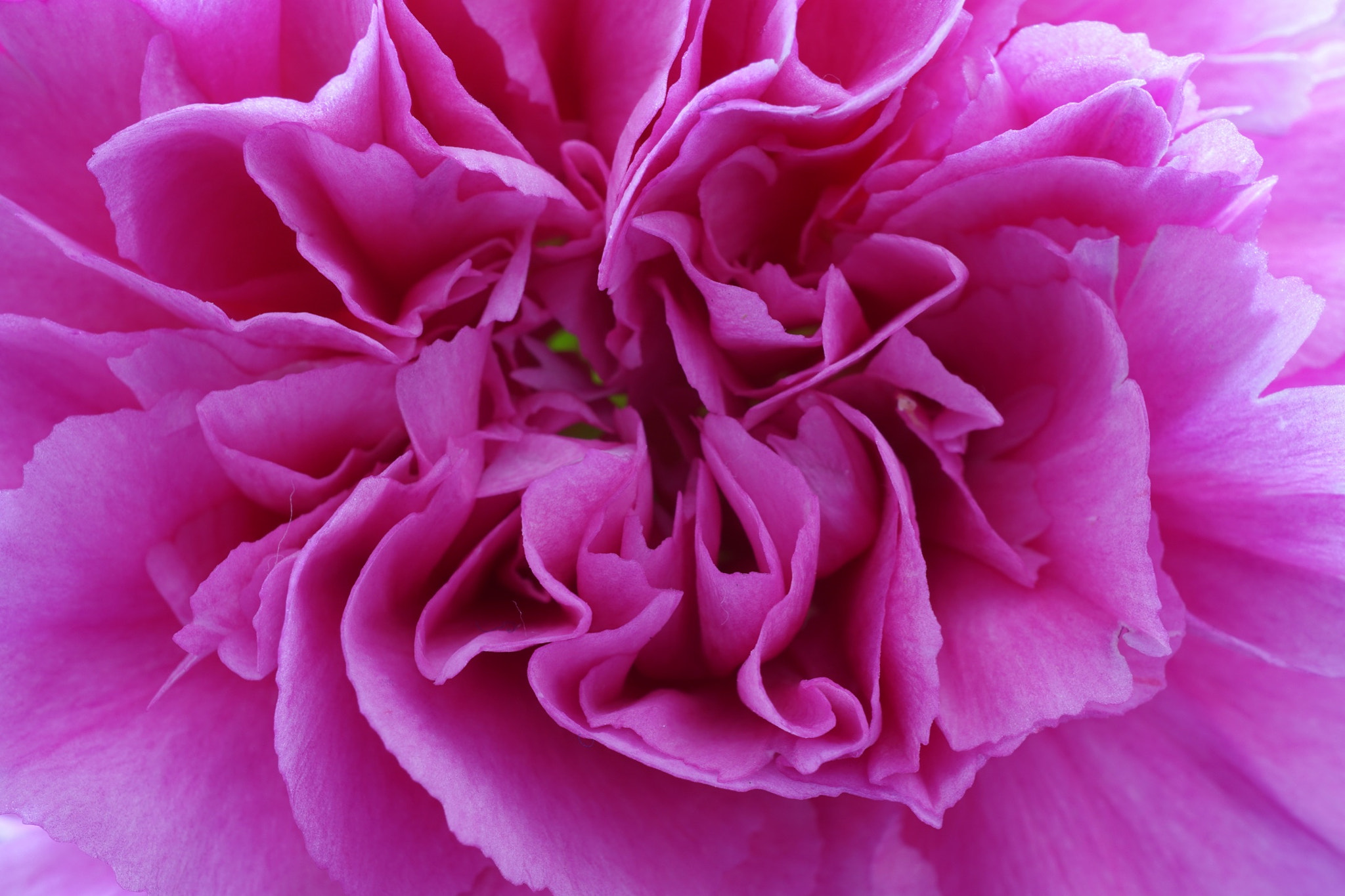 Sony E 30mm F3.5 sample photo. Minicarnation macro 3 photography