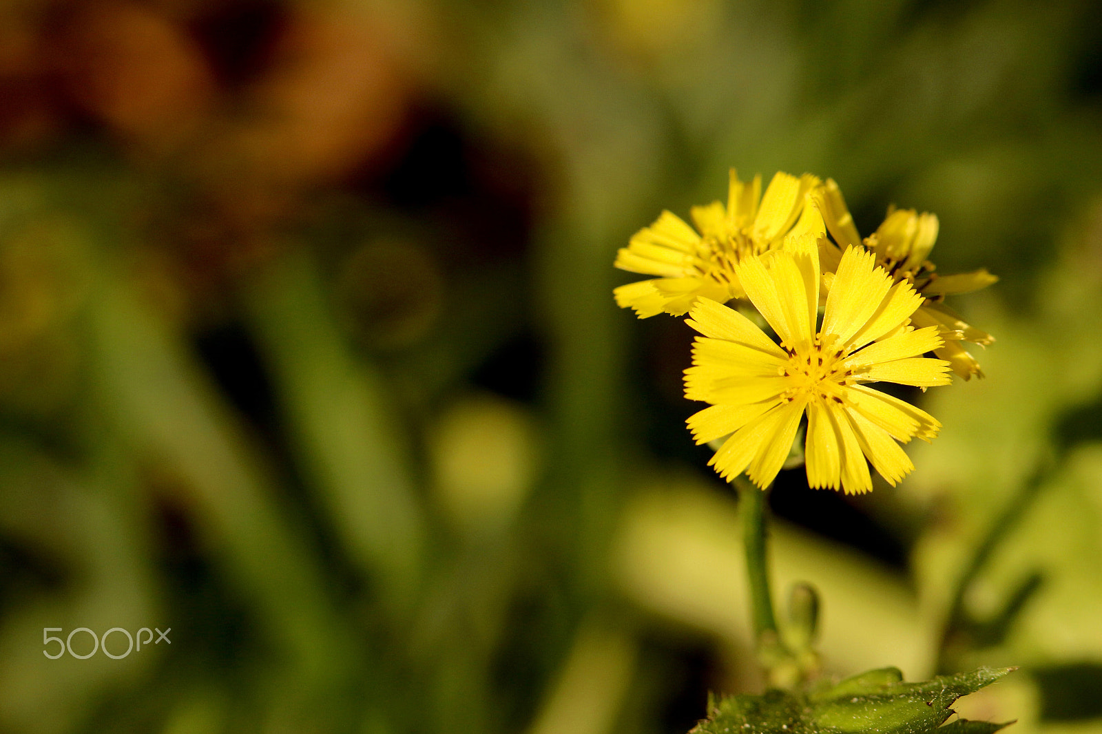 Canon EF 100mm F2.8L Macro IS USM sample photo. Tiny  flowers photography