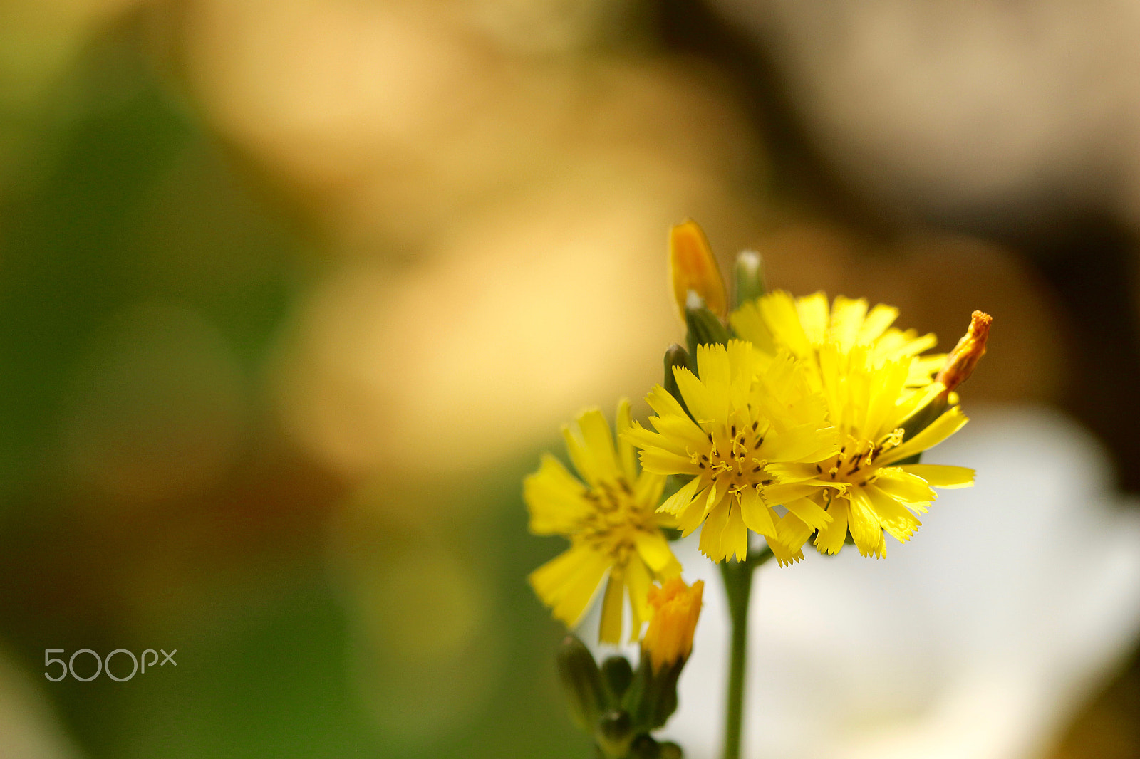 Canon EF 100mm F2.8L Macro IS USM sample photo. Tiny  flowers photography