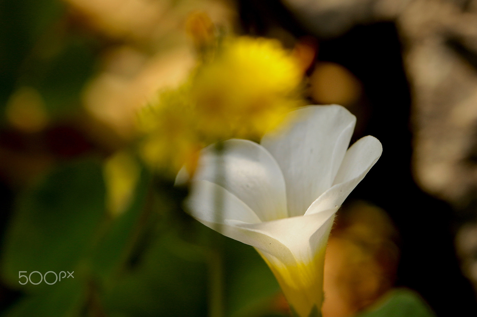 Canon EF 100mm F2.8L Macro IS USM sample photo. Tiny  flowers photography
