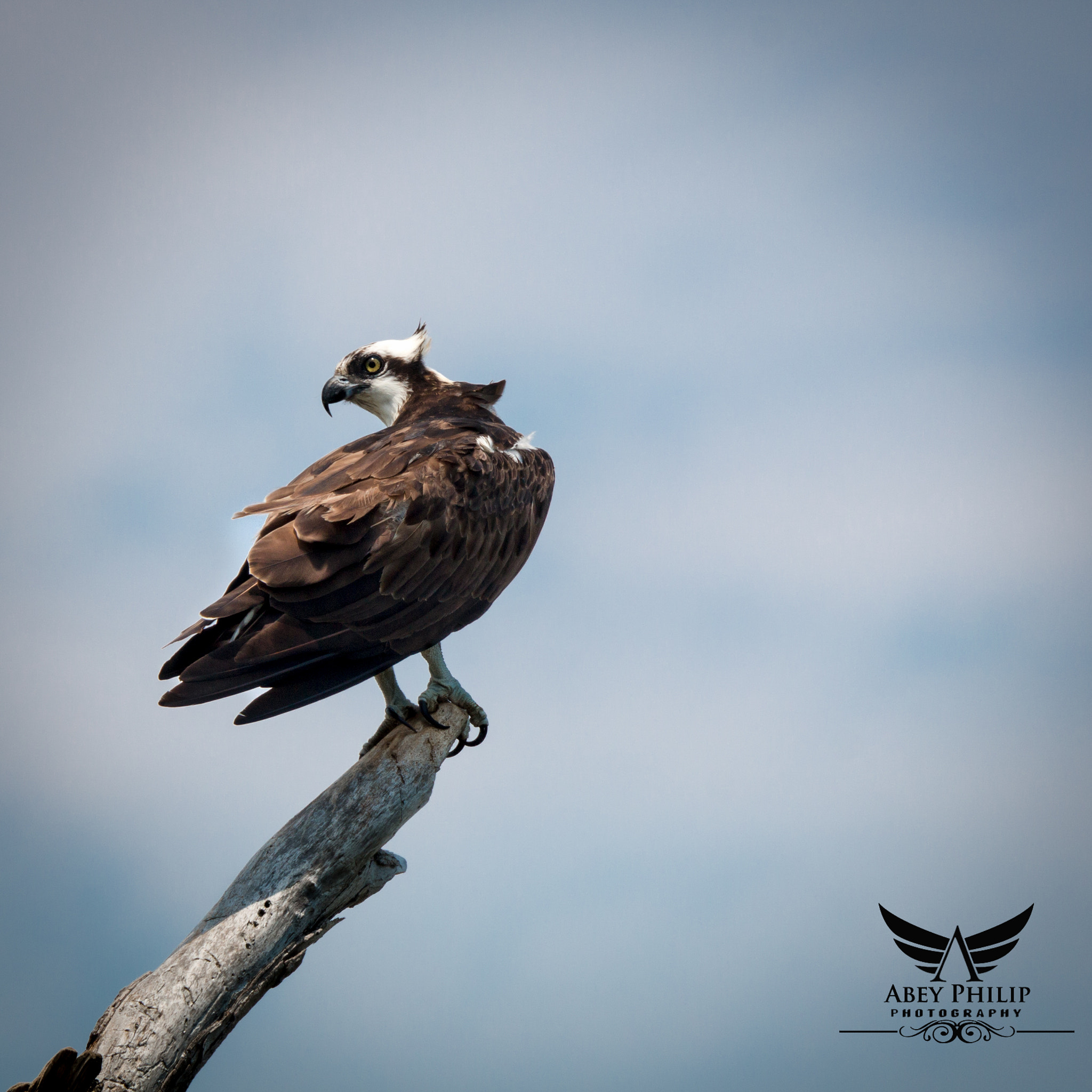 Canon EOS 70D + Canon EF 28-300mm F3.5-5.6L IS USM sample photo. Perched osprey photography