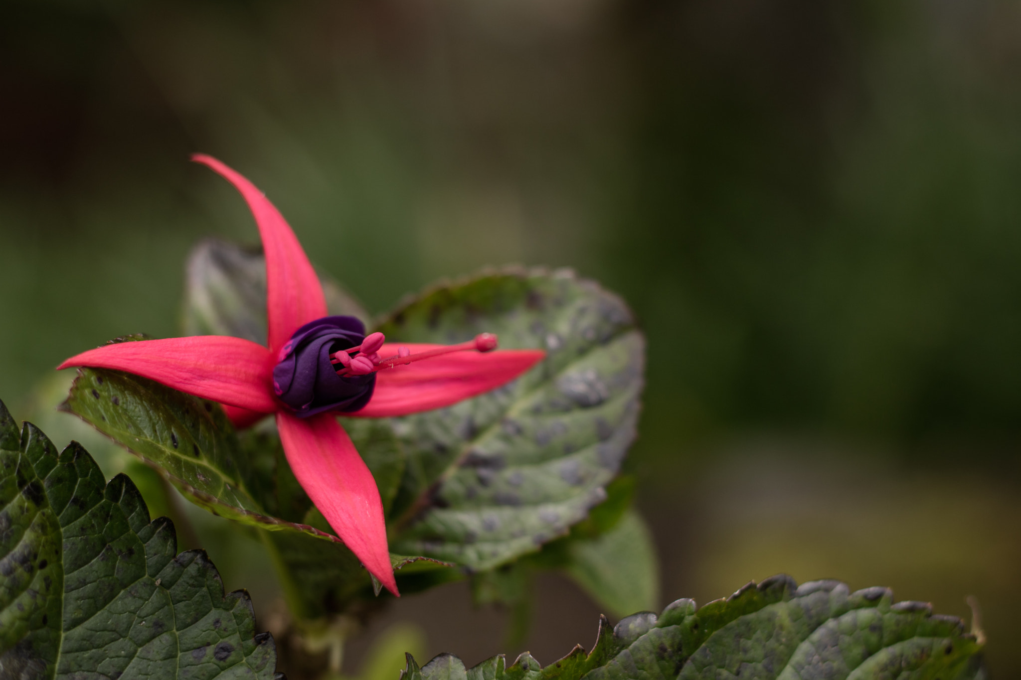 Canon EOS M3 + Canon EF 50mm F1.8 STM sample photo. Img_2015.jpg photography