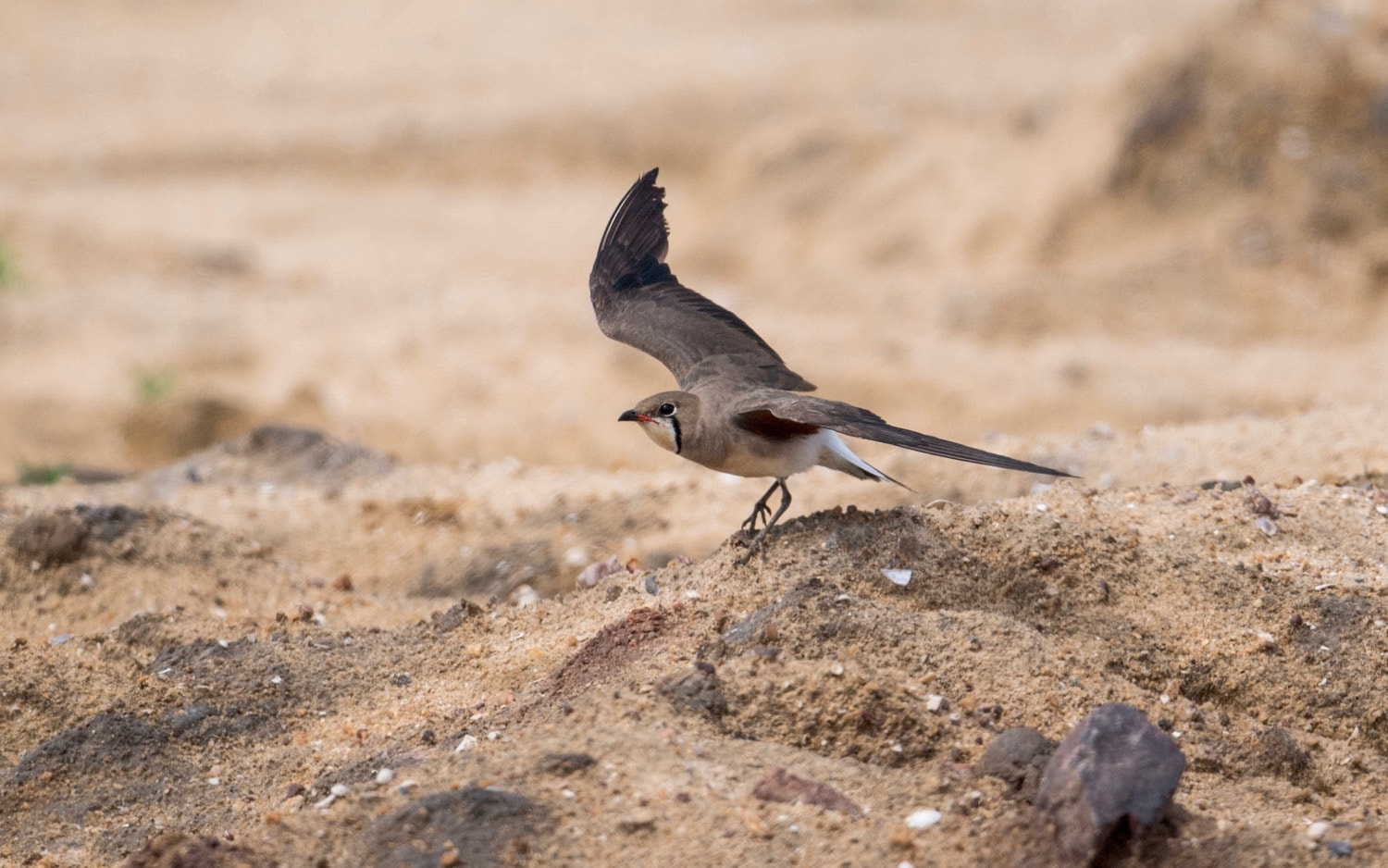 Nikon AF-S Nikkor 800mm F5.6E FL ED VR sample photo. Oriental pratincole photography