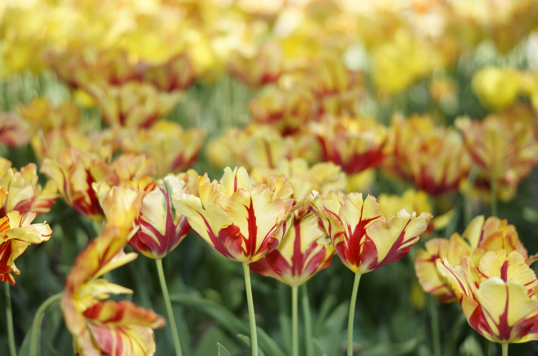 Sony SLT-A57 + Sony DT 50mm F1.8 SAM sample photo. ~tulips in the park~ photography