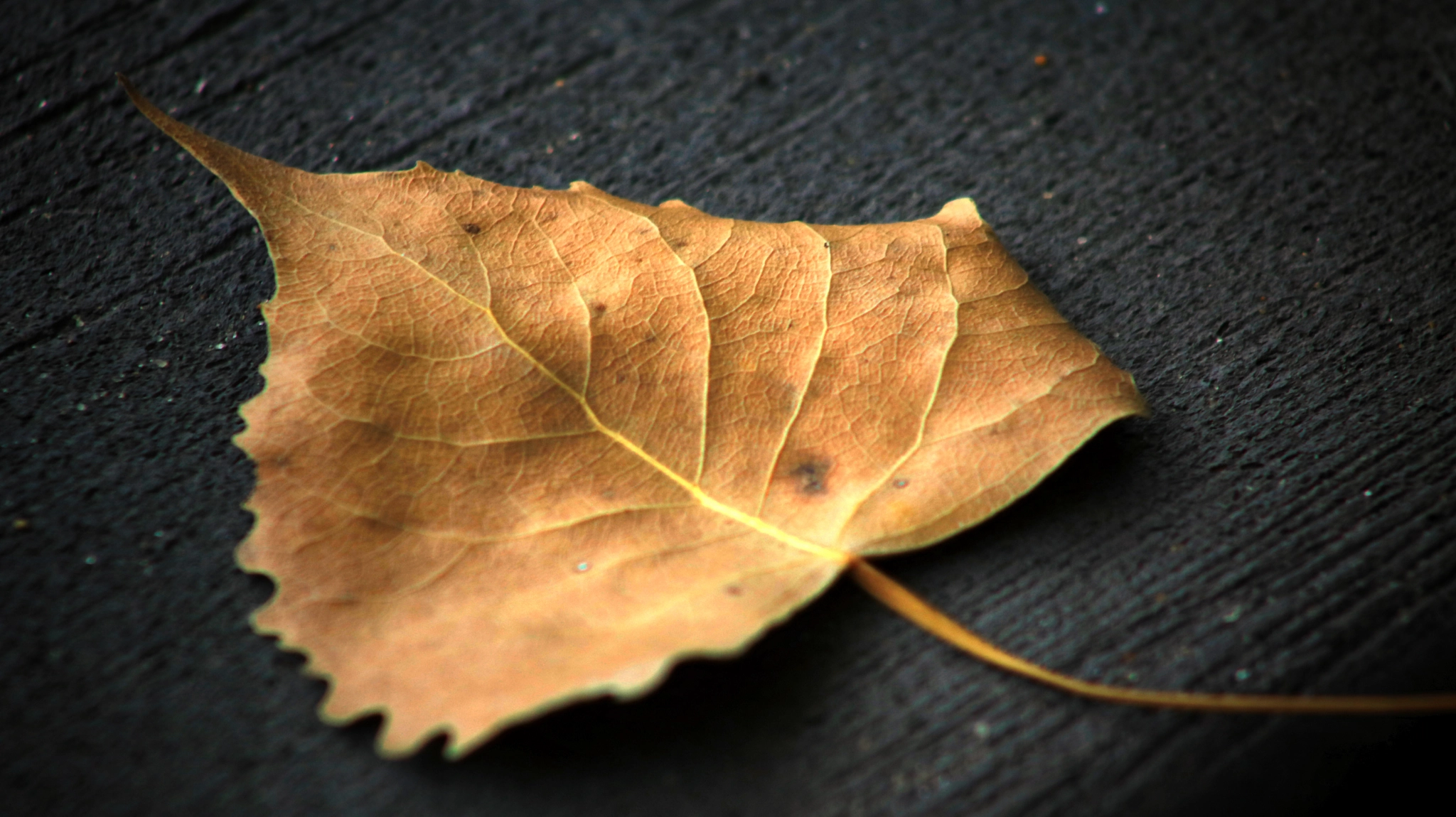 Canon EOS 760D (EOS Rebel T6s / EOS 8000D) + EF75-300mm f/4-5.6 sample photo. Leaf photography