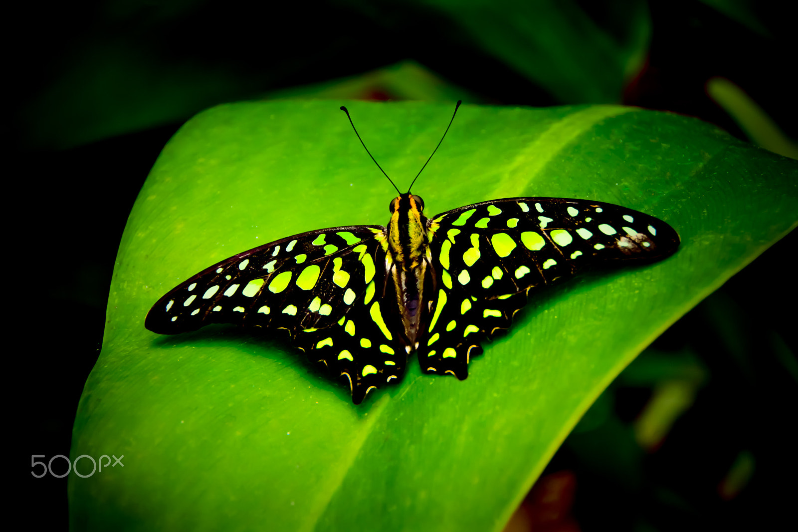 1 NIKKOR VR 10-100mm f/4-5.6 sample photo. Spread your wings photography