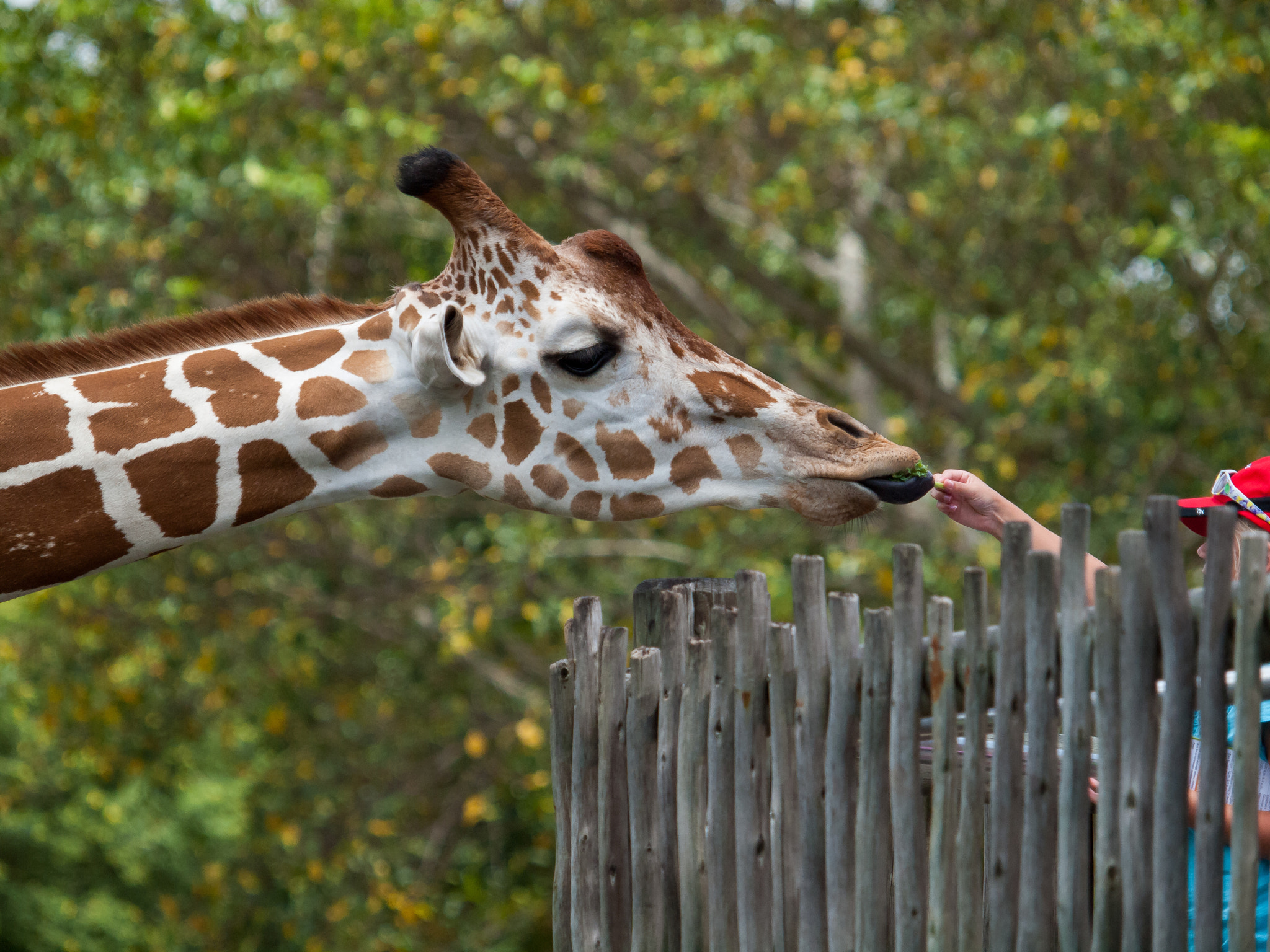 Olympus E-620 (EVOLT E-620) sample photo. Giraffe encounter! photography