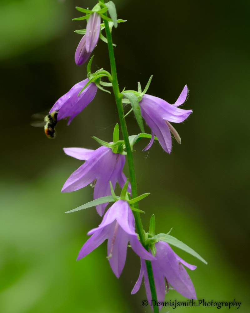 Nikon D4 + Nikon AF-S Nikkor 300mm F4D ED-IF sample photo. Creeping bellflower ~ campanula rapunculoides photography