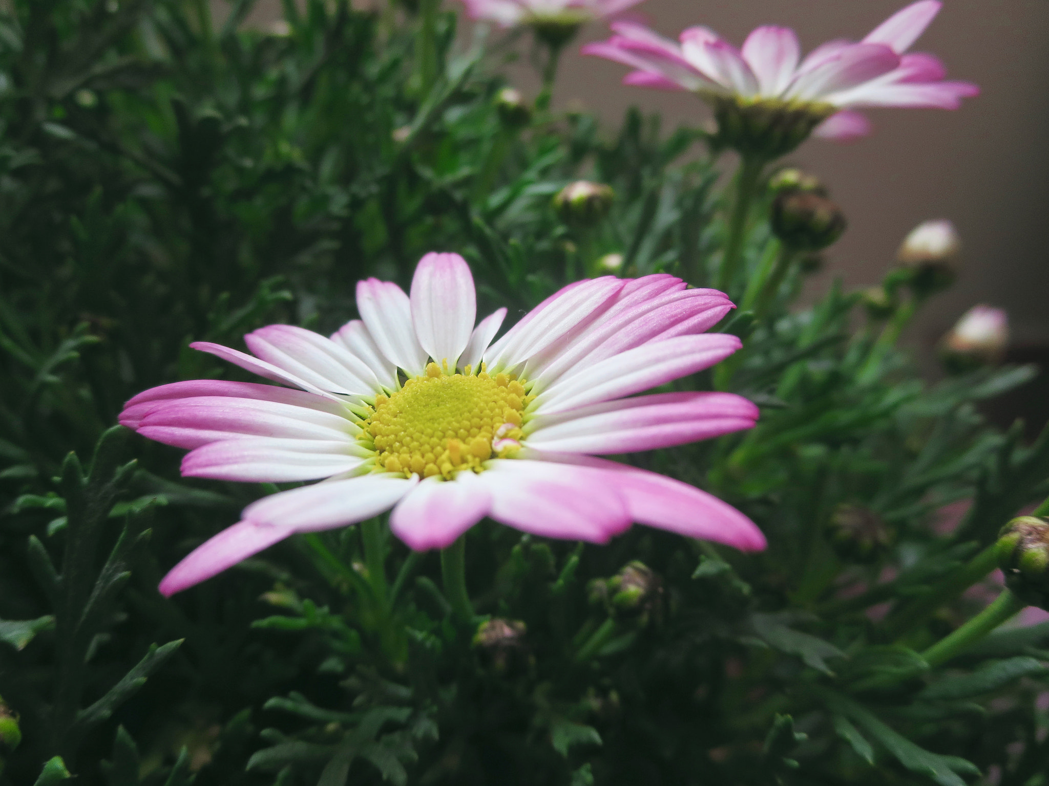 Canon PowerShot ELPH 330 HS (IXUS 255 HS / IXY 610F) sample photo. Beautiful flowers photography