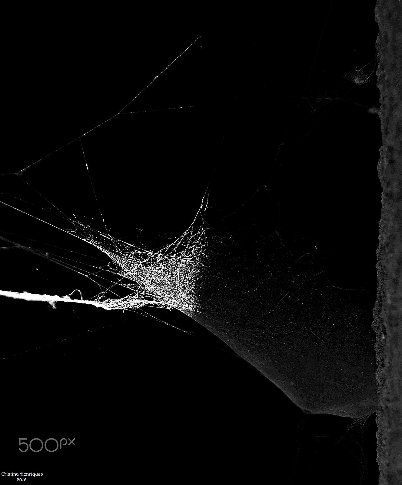 Nikon D40X sample photo. The web... photography