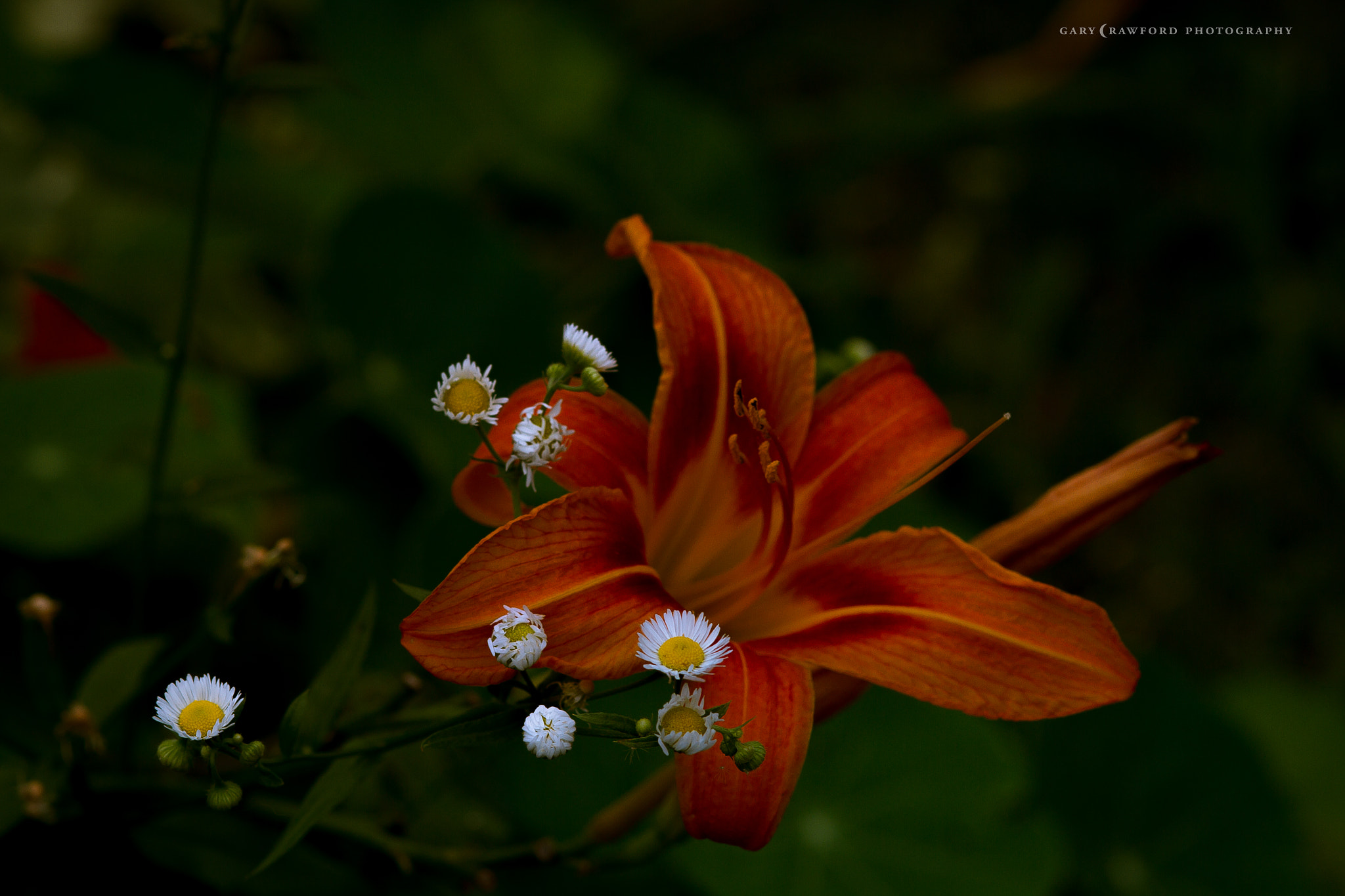 Sigma 85mm F1.4 EX DG HSM sample photo. The guardians photography