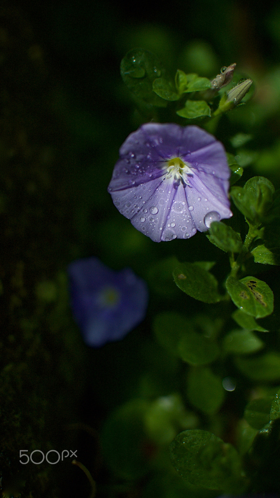 Nikon 1 J2 + Nikon 1 Nikkor 18.5mm F1.8 sample photo. Bindweed photography
