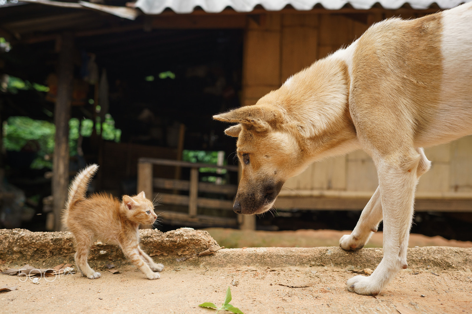 E 35mm F2 sample photo. Kitten vs dog photography