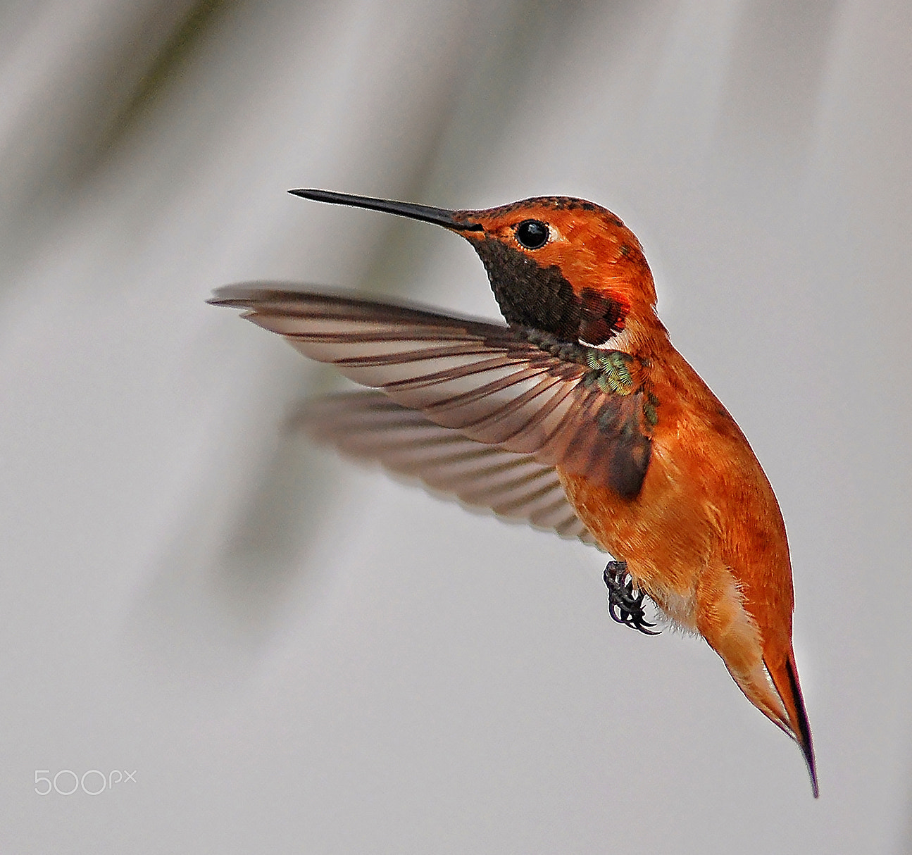 Nikon D200 + AF Nikkor 300mm f/4 IF-ED sample photo. Humming birdin flight photography