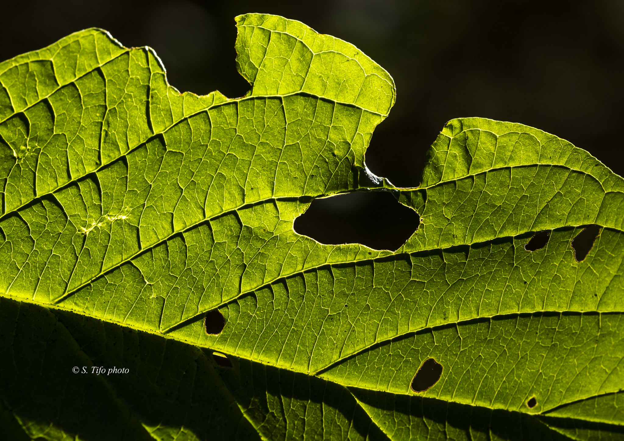 Sigma 105mm F2.8 EX DG OS HSM sample photo. Holes and texture ... photography