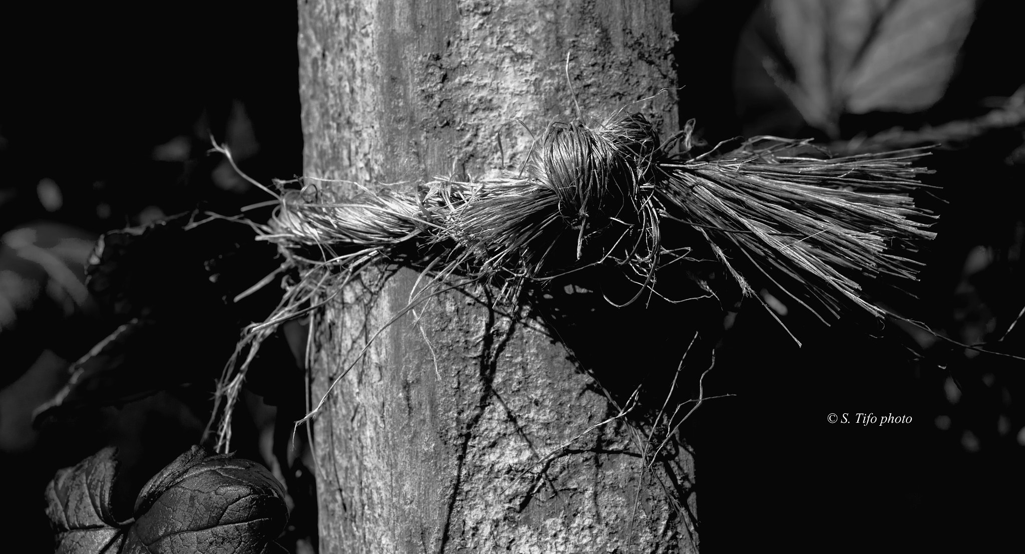 Sigma 105mm F2.8 EX DG OS HSM sample photo. Le noeud ... photography