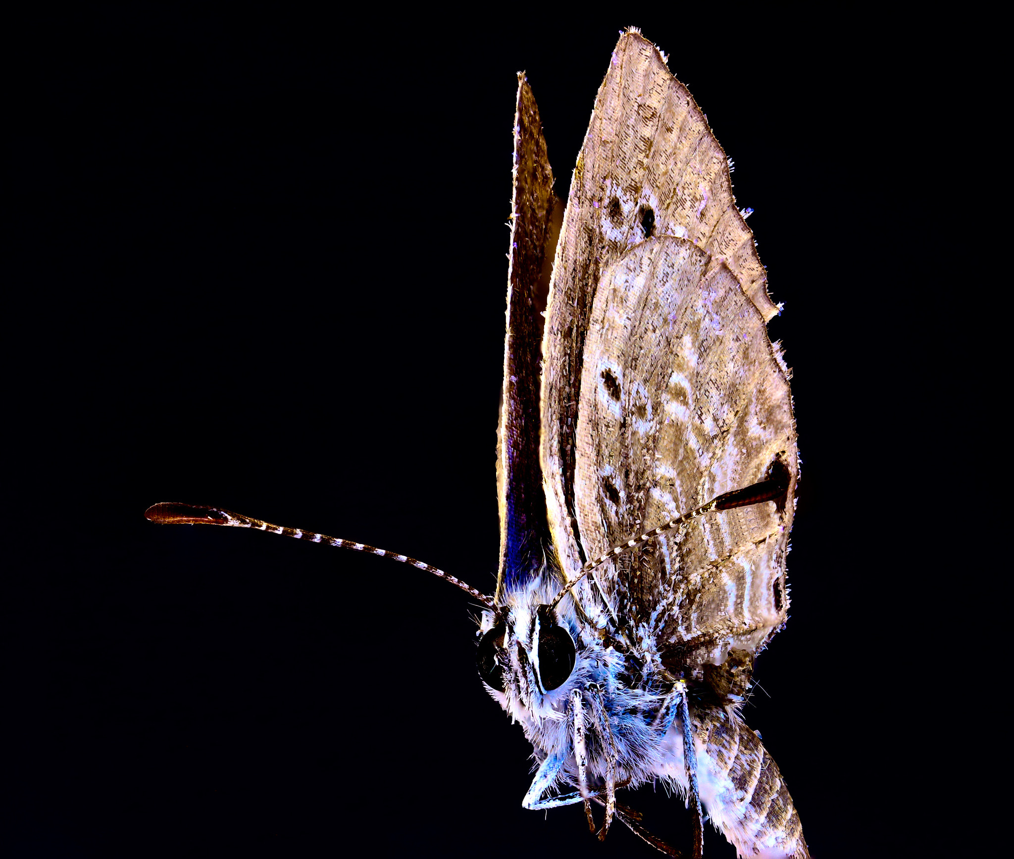 Canon MP-E 65mm F2.5 1-5x Macro Photo sample photo. Dark butterfly photography