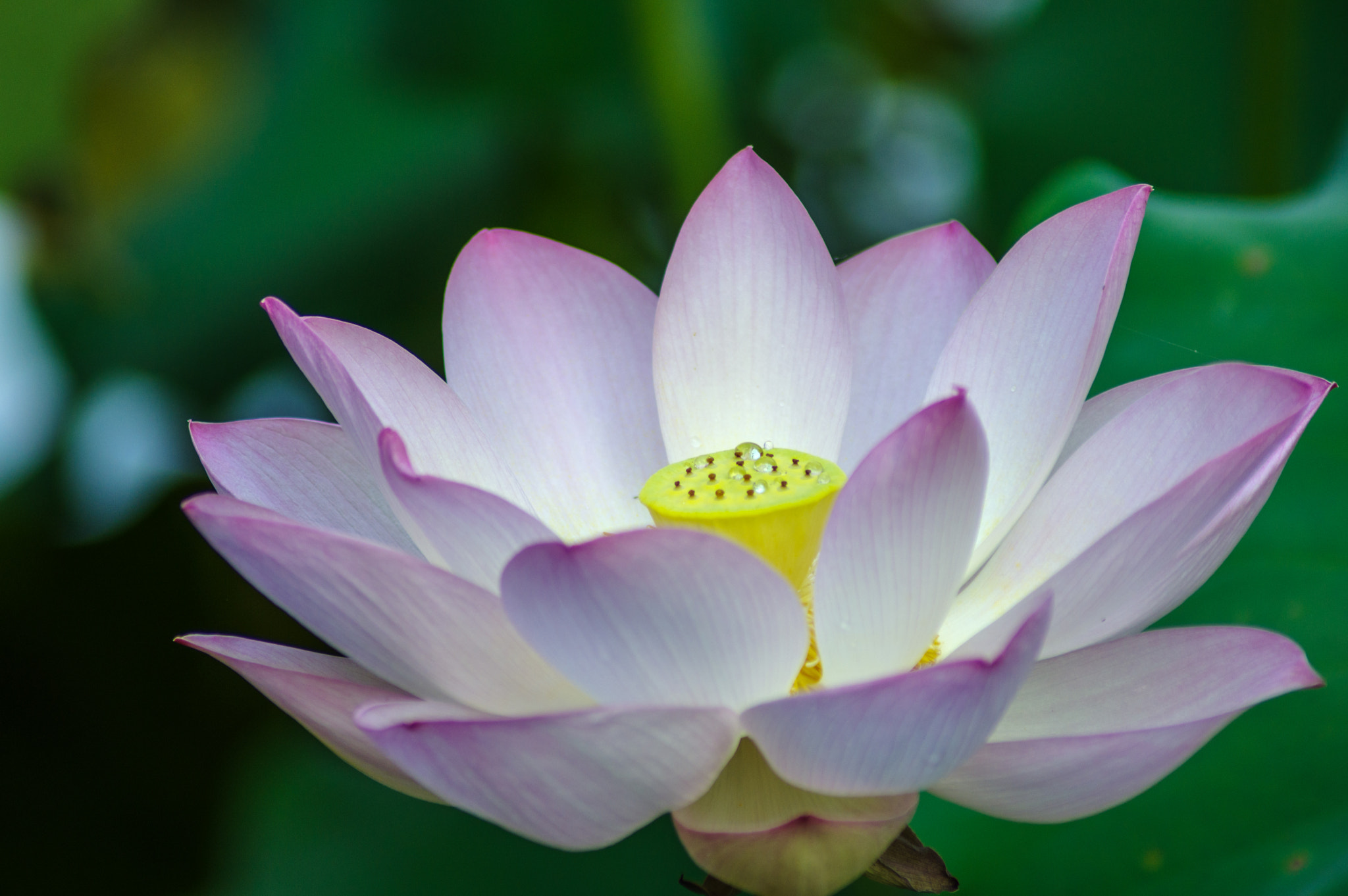 Pentax K-3 II + Tamron AF 70-300mm F4-5.6 Di LD Macro sample photo. Lotus photography