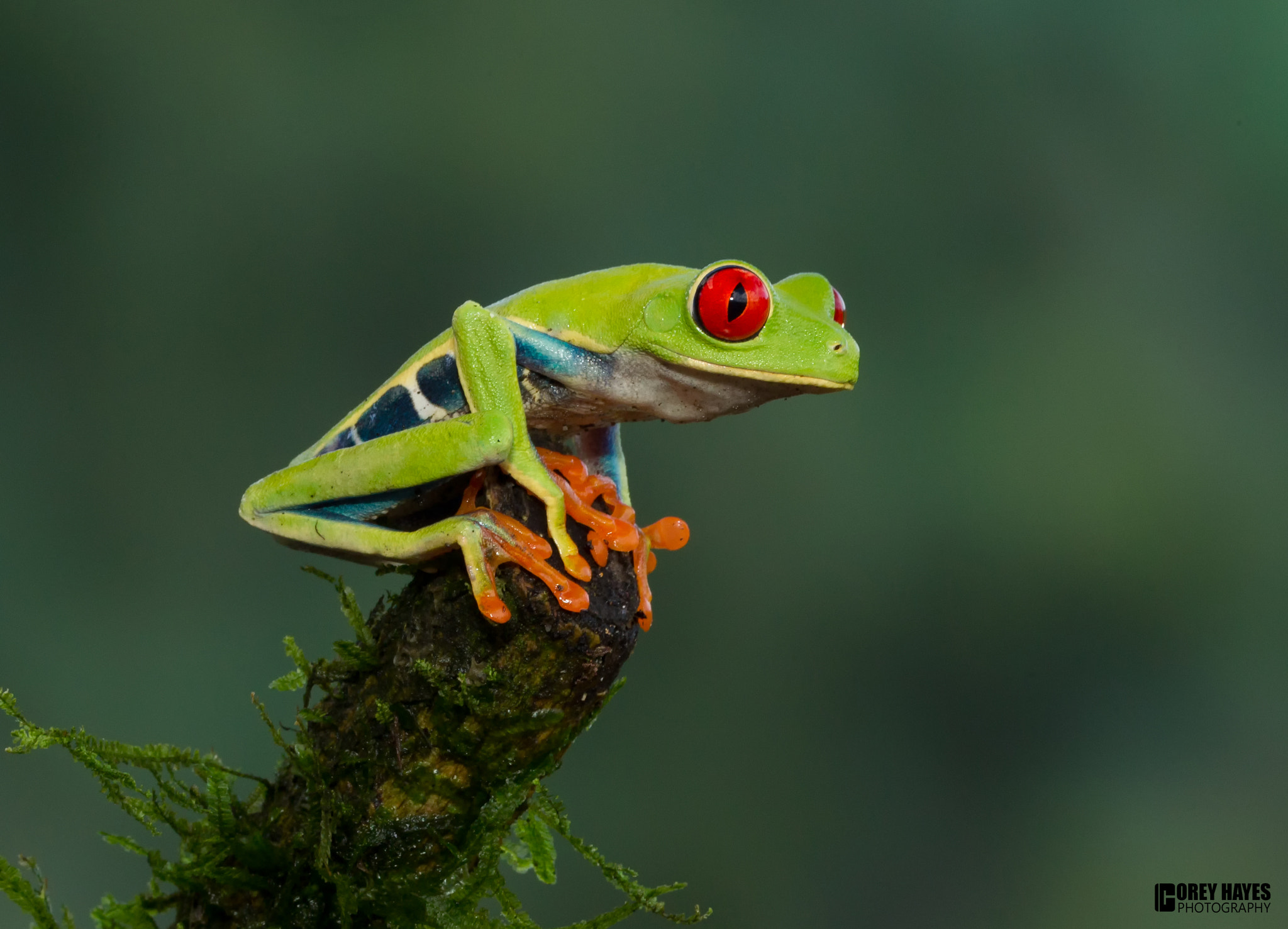 Canon EOS-1D Mark IV + Canon EF 100mm F2.8L Macro IS USM sample photo. Red eyed tree frog photography