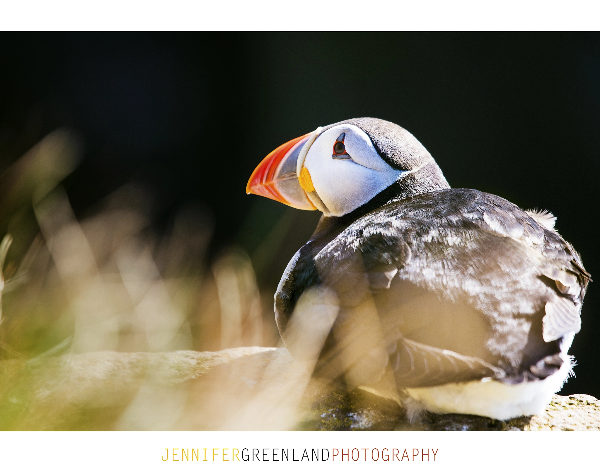 Canon EF 100-400mm F4.5-5.6L IS USM sample photo. Sun bathing photography