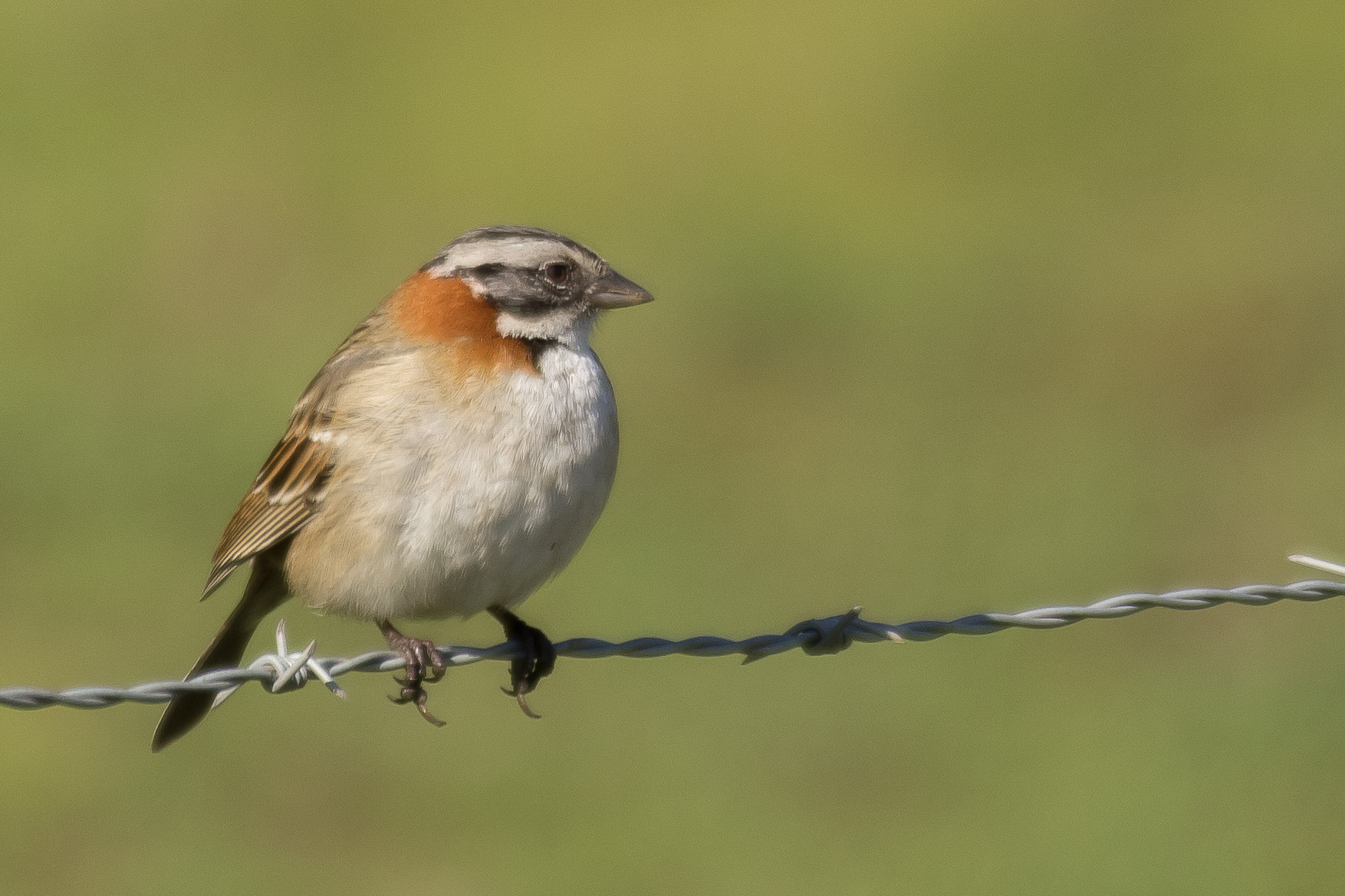 Sigma 150-500mm F5-6.3 DG OS HSM sample photo. Chincol photography